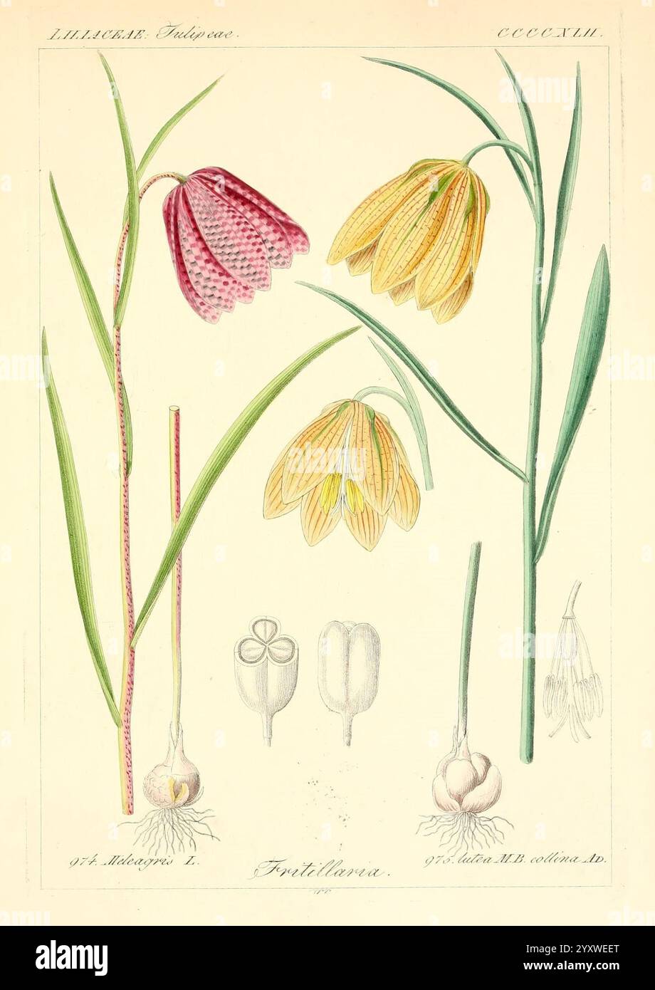 Icones florae Germanicae et Helveticae, simul Pedemontanae, Tirolensis, Istriacae, Dalmaticae, Austriacae, Hungaricae, Transylvanicae, Moravicae, Borussicae, Holsaticae, Belgicae, Hollandicae, ergo Mediae Europae. Lipsiae, F. Hofmeister 1834-1912. [v. 1, 1850], Europe, œuvres picturales, plantes., une illustration mettant en vedette deux types de fleurs de Fritillaria, mettant en valeur leurs caractéristiques distinctes. Sur la gauche, une Fritillaria meleagris, communément appelée fritillaire à tête de serpent, présente des pétales à damiers uniques dans des tons violets et blancs. La tige de la fleur est mince, soutenant le délicat Banque D'Images