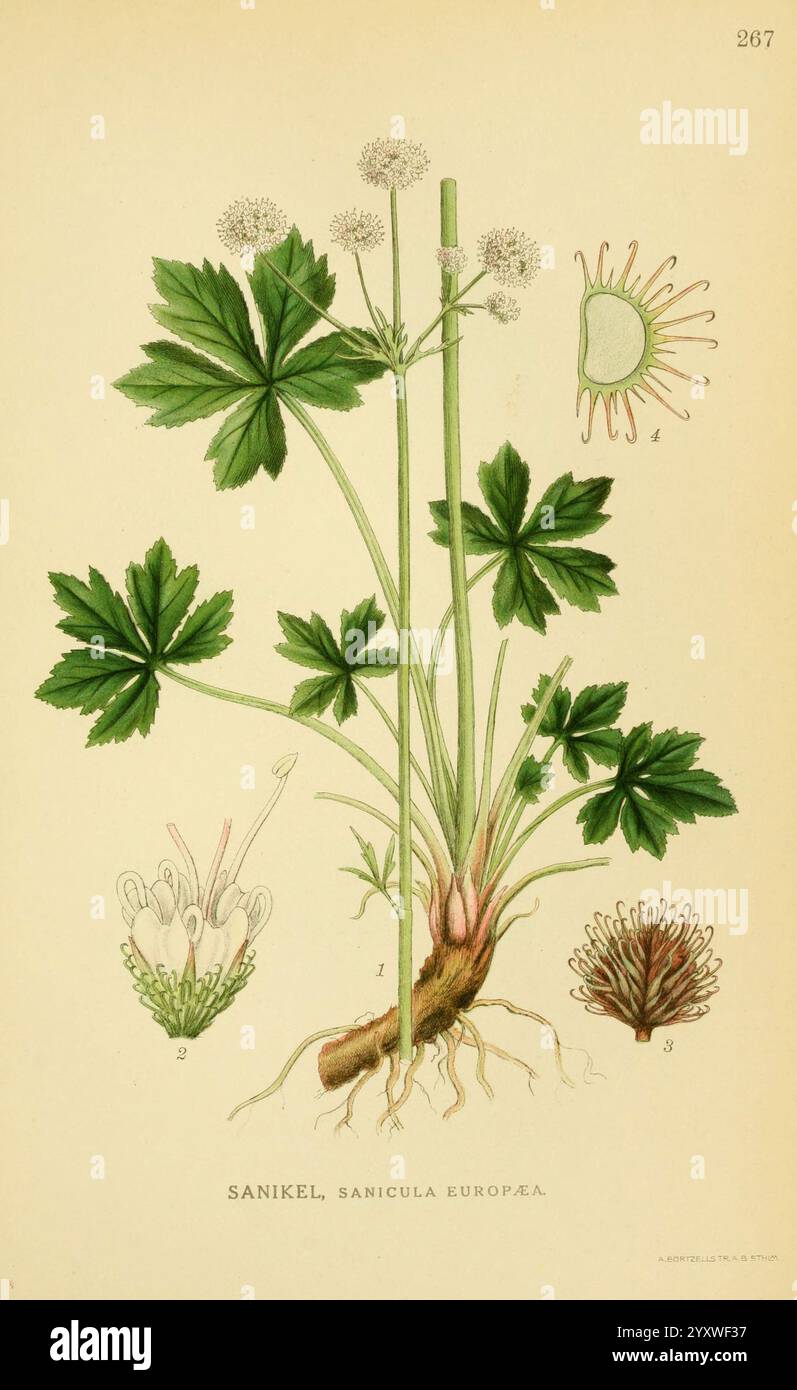 Billeder af nordens flora v.1 København G.E.C. Gad's Forlag 1917-1927. finlande œuvres picturales plantes scandinavia thenewyorkbotanicalgarden saniculaeuropaea sanikel, l'illustration présente la représentation botanique de Sanicula Europaea, communément appelée Snakeroot noir européen. La plante se caractérise par ses feuilles proéminentes et palmées qui rayonnent à partir d'une tige centrale. En plus de la plante principale, des représentations détaillées de ses composants comprennent des annotations numérotées indiquant diverses parties : 1 montre la structure de la floraison, 2 met en évidence les fleurs, 3 représente le système racinaire et 4 il Banque D'Images