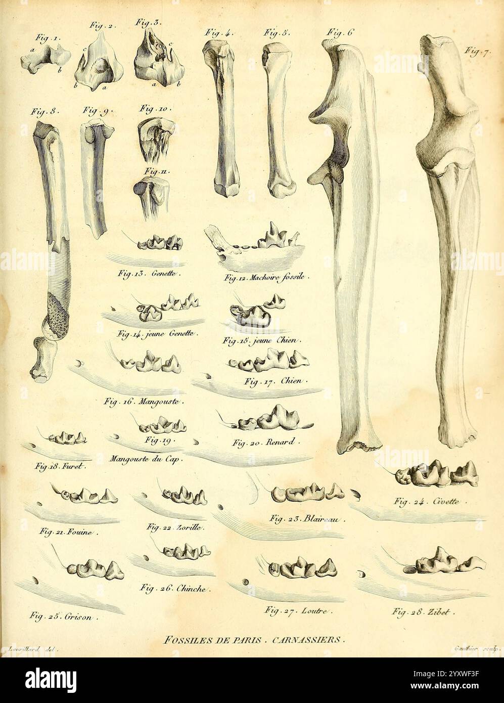 Recherches sur les ossements fossiles de quadrupèdes, Paris, Deterville, 1812, France, paléontologie, géologie, région parisienne, fossiles de mammifères, fossiles de vertébrés, histoires fossiles, cette illustration présente une collection de diagrammes squelettiques, représentant principalement divers types d'os. Chaque os est étiqueté avec un numéro de figure pour référence. La disposition montre les deux os longs, tels que les fémurs et les huméris, ainsi que des éléments squelettiques plus petits comme les phalanges et les structures dentaires. Les détails anatomiques soulignent les caractéristiques et les formes de chaque os, offrant un aperçu éducatif de l'homme ou de l'anim Banque D'Images