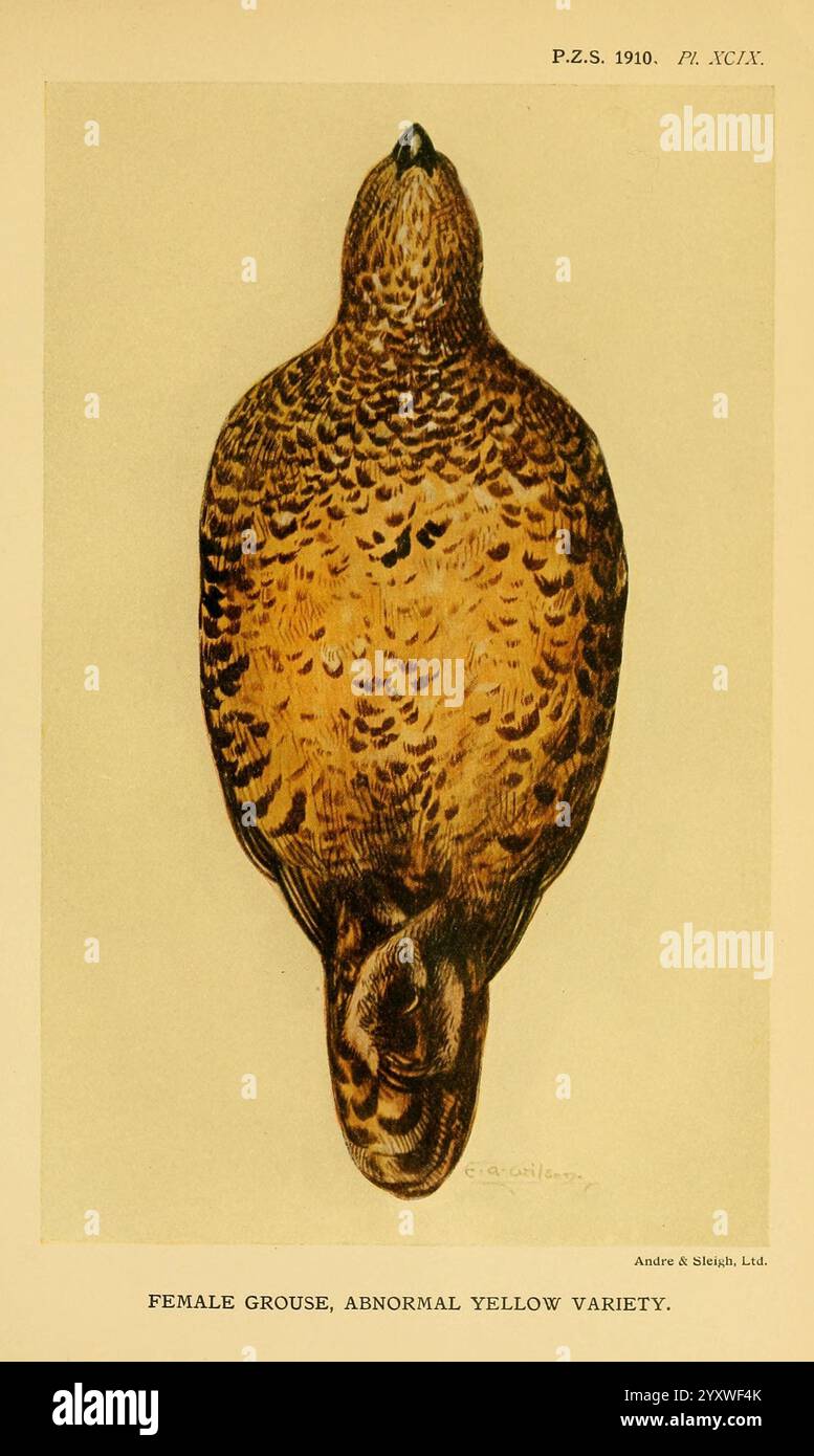 Proceedings of the Zoological Society of London, London, Academic Press, Zoology, périodiques, zoologie, oiseaux, Une illustration détaillée représentant un tétras femelle de la variété jaune anormale. L'oiseau est présenté dans une orientation horizontale, mettant en valeur ses plumes magnifiquement motifs allant des bruns riches aux jaunes chauds. Les détails complexes soulignent le plumage et la texture uniques, soulignant les caractéristiques distinctives du tétras. Sous l'illustration, le titre est élégamment inscrit, fournissant un contexte sur le sujet. Cette représentation sert à documenter et célébrer le plongeur Banque D'Images