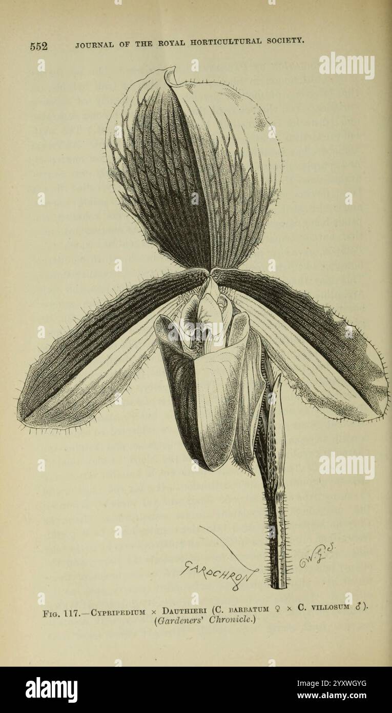 Journal de la Royal Horticultural Society of London, Londres, imprimé pour la Royal Horticultural Society par Spottiswoode & Co, botanique, culture fruitière, jardinage, horticulture, périodiques, sociétés, tuinbouw, tuinen, tuinieren, L'illustration présente une représentation détaillée d'une orchidée de Cypripedium, également connue sous le nom d'orchidée de pantoufle de la dame. Les subtilités de la fleur sont mises en évidence, mettant en valeur sa forme unique avec une lèvre proéminente ressemblant à une pantoufle, entourée de délicats pétales et sépales. Le dessin comprend des annotations botaniques, indiquant l'espèce et d'autres informations pertinentes, Banque D'Images