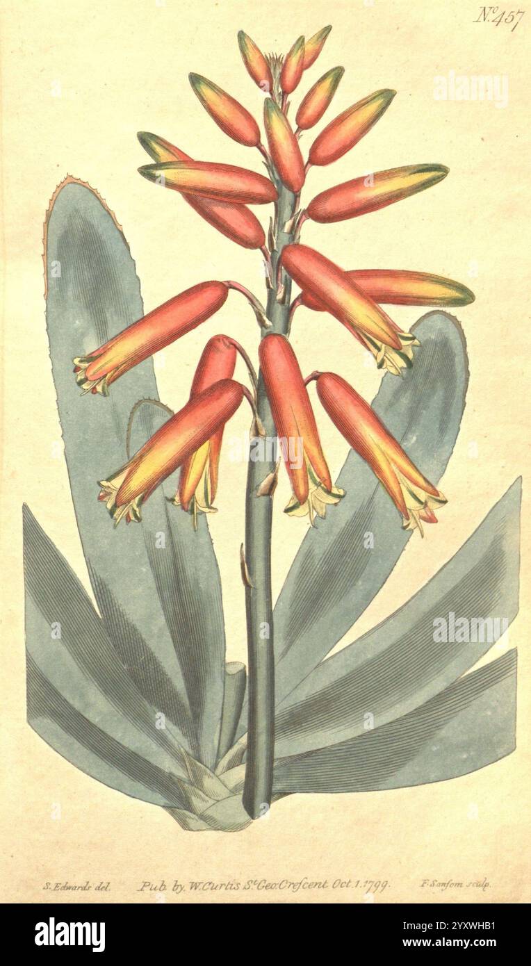 The Botanical Magazine, ou Flower-Garden affiché, 1790-1800, botanique, périodiques, œuvres picturales, Curtis, l'illustration met en valeur une plante frappante caractérisée par de longues feuilles vertes minces qui forment une rosette à la base. Partant du centre se dresse une grande tige ornée de fleurs tubulaires vibrantes qui passent d'une orange riche à la base à une teinte plus claire vers les extrémités. Les fleurs sont regroupées dans une formation gracieuse, créant un affichage accrocheur. Chaque fleur présente une courbe délicate, améliorant l'élégance globale de la plante. La représentation détaillée met en évidence l'uniq Banque D'Images