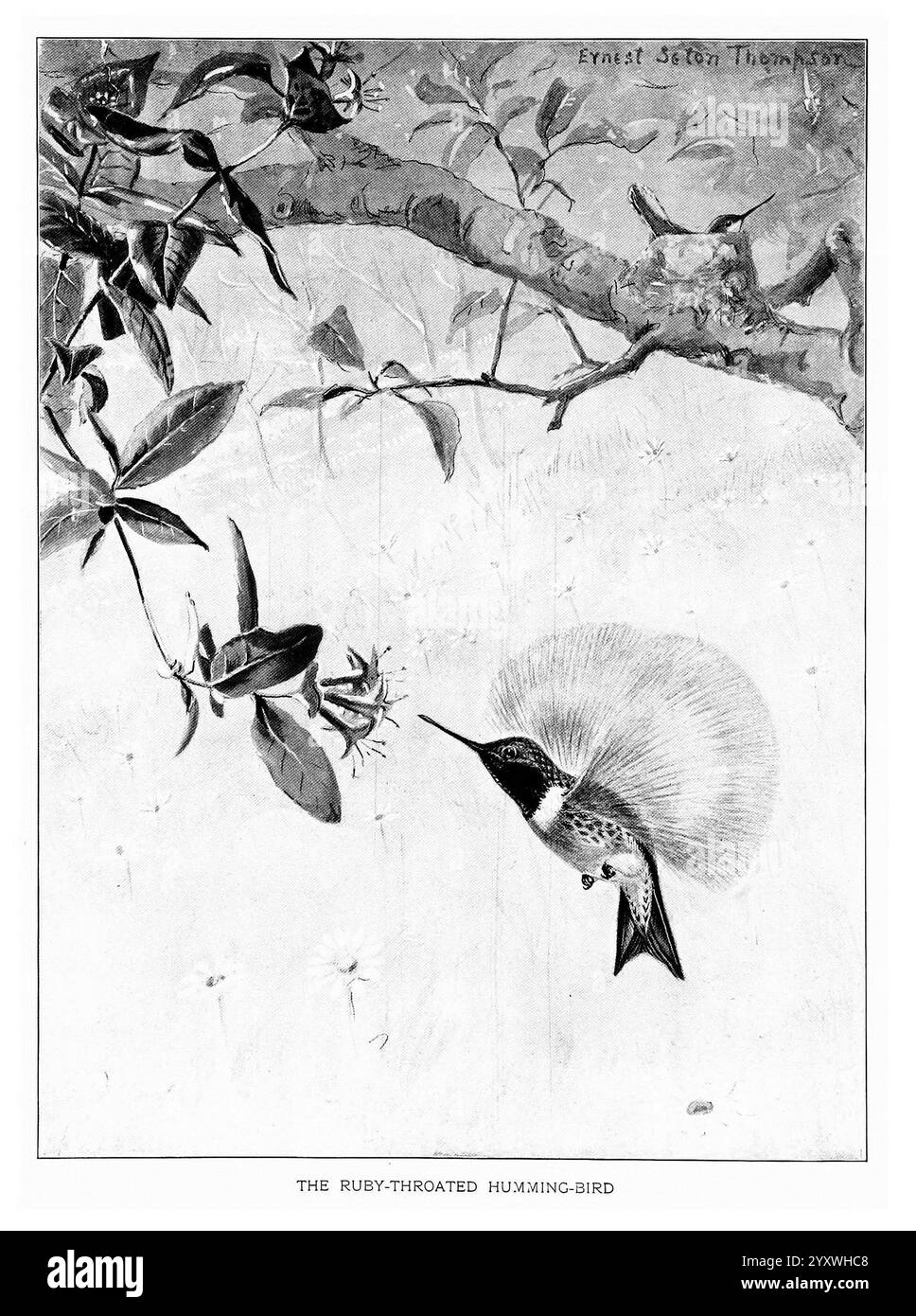 Portraits d'oiseaux, Boston, Ginn & Company, 1901, oiseaux, colibri à gorge rubis, Archilochus colubris, Un colibri à gorge rubis planant gracieusement près d'une fleur délicate, son plumage irisé captant la lumière. Les ailes de l'oiseau sont floues, montrant son mouvement rapide alors qu'il se prépare à siroter du nectar. En arrière-plan, une branche ornée de feuilles encadre la scène, tandis que les détails complexes des plumes du colibri soulignent sa beauté unique. Sous l'illustration, le titre ''LE BOURDONNEMENT-OISEAU À GORGE RUBIS'' ajoute du contexte à ce moment captivant dans la nature. Banque D'Images