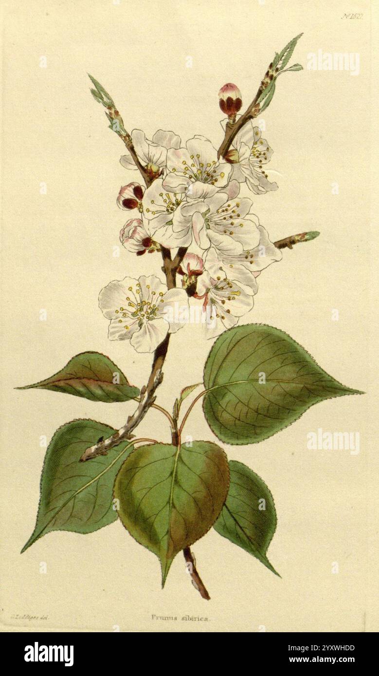 Le, botanique, cabinet, Londres, John, et Arthur, Arch, 1817-1833, Une branche délicate d'une plante à fleurs, avec des grappes de fleurs blanches immaculées ornées de subtiles notes de jaune au centre. Les feuilles accompagnant les fleurs sont d'un vert riche, présentant une texture lisse et des veines proéminentes. Cette illustration botanique met en évidence les détails complexes de chaque pétale et feuille, soulignant la beauté naturelle de la flore. L'arrière-plan est simple, permettant aux détails exquis des fleurs et des feuilles de se démarquer, capturant l'essence du renouveau printanier. Banque D'Images
