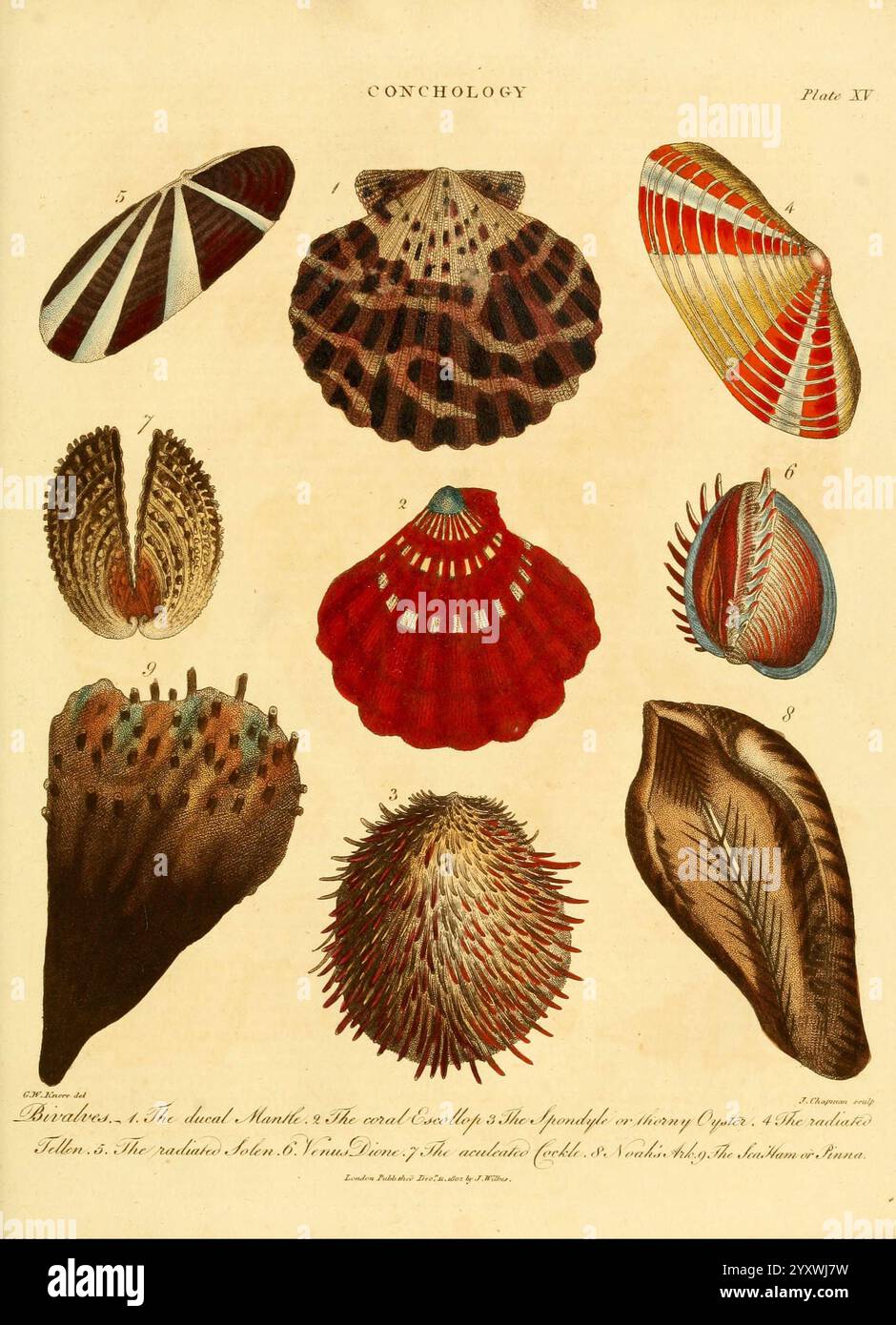 Encyclopaedia Londinensis, ou Universal Dictionary of Arts, Sciences, and Literature London, imprimé pour le propriétaire par J. Adlard, vendu à l'Encyclopaedia Office par J. White et Champante et Whitrow, 1810-1829. Encyclopédies et dictionnaires, mollusques, œuvres illustrées, taxonomie : phylum = mollusque, taxonomie : classe = Gastropode, Conchologie, coquillages, gastéropodes, mollusques, invertébrés, Georg Wolfgang Knorr, Pecten Pallium, Ducal Mantle, Royal Cloak's Callop, Spondylus, taxonomie : Family = Pectinidae, Thorny Oyster, Spondyle, Coral es Callop, Radiated Tellen, Tellina radiata, tellin au lever du soleil, Banque D'Images