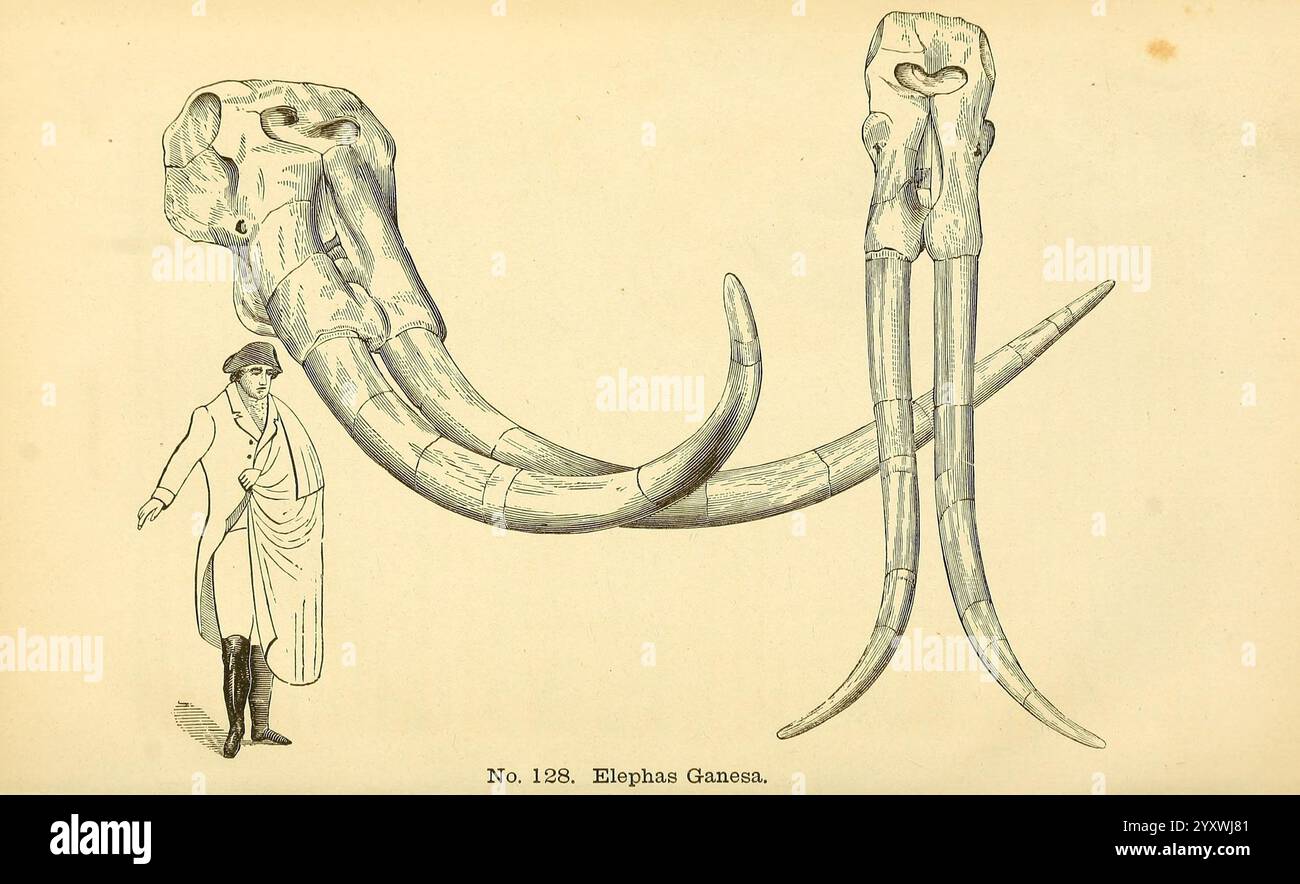Catalogue de moulages de fossiles, Rochester, N. y, Benton & Andrews, imprimeurs, 1866, Fossils, Elephas ganesa, Fossil Stories, Une illustration détaillée représente le crâne d'une grande créature préhistorique, mettant en valeur ses défenses allongées qui se courbent vers l'extérieur de façon spectaculaire. Les caractéristiques du crâne sont rendues de manière complexe, mettant en évidence la structure complexe des os. À côté du crâne, une figure humaine se dresse, fournissant une référence d'échelle pour souligner la taille massive du spécimen. L’étiquette scientifique “No 182, Euthemia Gumma” est inscrite ci-dessous, suggérant que ce spécimen peut être important Banque D'Images