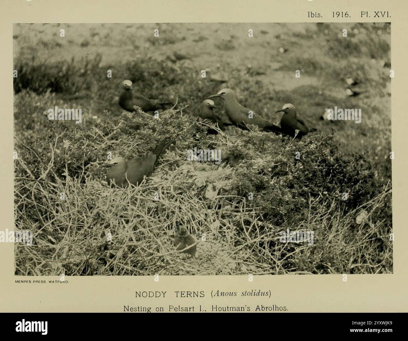 Ibis London, publié pour l'Union britannique des ornithologues par Academic Press, oiseaux, ornithologie, périodiques, Un groupe de sternes noddy, caractérisés par leurs corps lisses et leur queue nettement courte, sont vus reposer ensemble sur le sol. Ils présentent des variations de plumage lorsqu'ils s'engagent dans leurs comportements naturels. L'environnement environnant suggère un habitat côtier, avec des notes de végétation et peut-être de terrain sablonneux, fournissant un aperçu de leurs aires de nidification typiques. La scène capture l'essence de ces oiseaux de mer dans un moment de calme, mettant en évidence leur dynamique sociale et conn Banque D'Images
