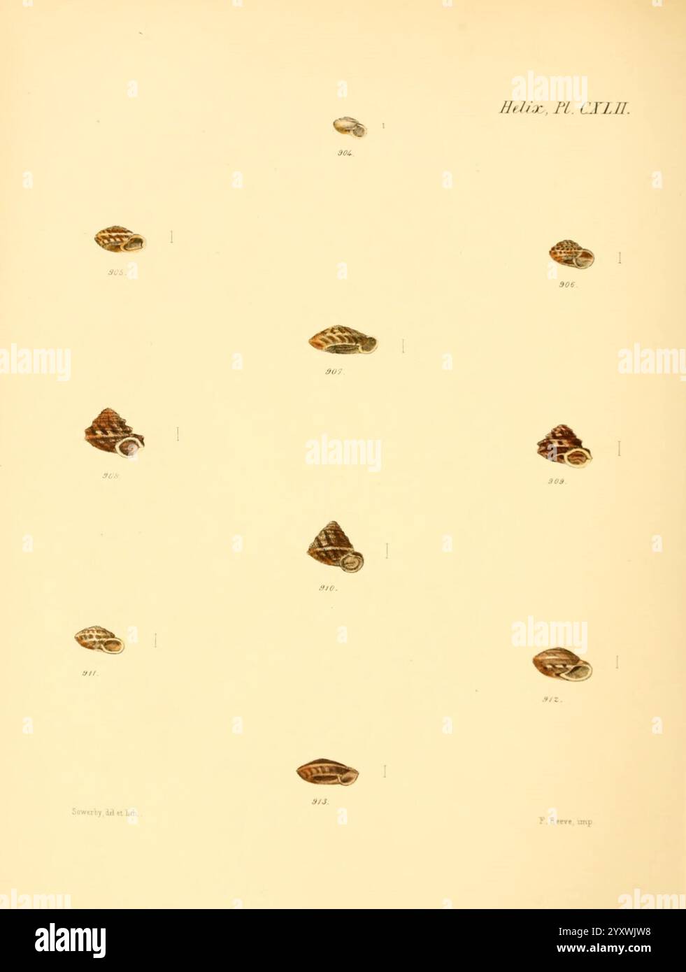 Conchologia iconica, illustrations des coquilles des animaux mollusques Londres, Reeve Brothers, 1843-1878. Mollusques, œuvres picturales, coquillages, l'illustration présente une collection de coquillages divers, chacun méticuleusement disposé sur un fond clair. Les coquilles diffèrent par la forme, la taille et le motif, mettant en valeur une gamme de conceptions naturelles. Certains sont coniques avec des motifs de lignes complexes, tandis que d'autres présentent des formes en spirale avec des surfaces lisses. Chaque coquille est étiquetée avec un numéro, indiquant son identification spécifique dans un contexte scientifique ou de catalogage. Cette présentation souligne la diversité Banque D'Images