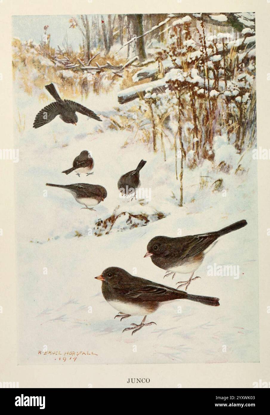 Oiseau, Biographies, New York, Dodd, Mead, 1923, oiseaux, Junco, Eastus, Une scène animée représentant un groupe de juncos dans un paysage enneigé. Plusieurs juncos sont montrés en train de chercher dans la neige, leurs tons terreux subtils contrastant avec le fond blanc. Les oiseaux présentent une variété de postures - certains volent autour, tandis que d'autres picorent au sol, révélant leur nature curieuse. En arrière-plan, les contours doux des arbres et des broussailles créent un cadre hivernal serein, améliorant la sensation de tranquillité. La signature de l'artiste est visible en bas, indiquant l'authenticité de l'œuvre et artis Banque D'Images