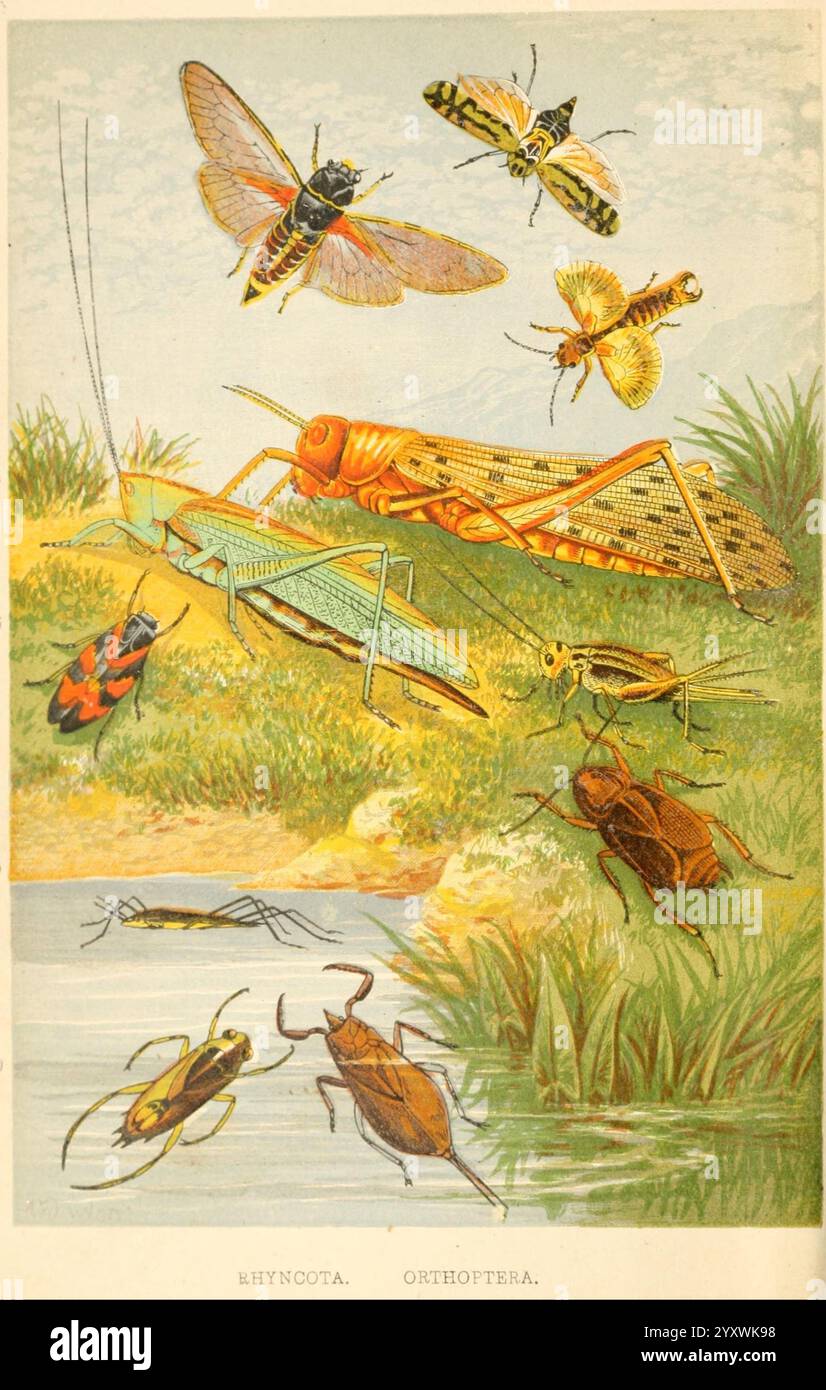 Croquis d'insectes britanniques, Londres, Groombridge, 1888. Grande-Bretagne, insectes, Rhynchota, Orthoptère, Une mouche, don, Alexander Francis Lyndon, taxonomie : Binomial = Cicada Anglica, taxonomie : Binomial = Forficula Auricularia, taxonomie : Binomial = Acrydium Peregrinum, taxonomie : Binomial = Acheta domestica, taxonomie : Binomial = hydrometra lacustris, taxonomie : Binomial = Nepa cinerea, taxonomie : Binomial = Eupteryx Picta, Taxomial = Taxomial = Taxa, Taxomial = Taxomial = Taxomy, Taxomial = Taxomial = Taxomial = Taxomy, Taxomial = Taxomial = Taxomial = Taxomial = Taxomenta Banque D'Images
