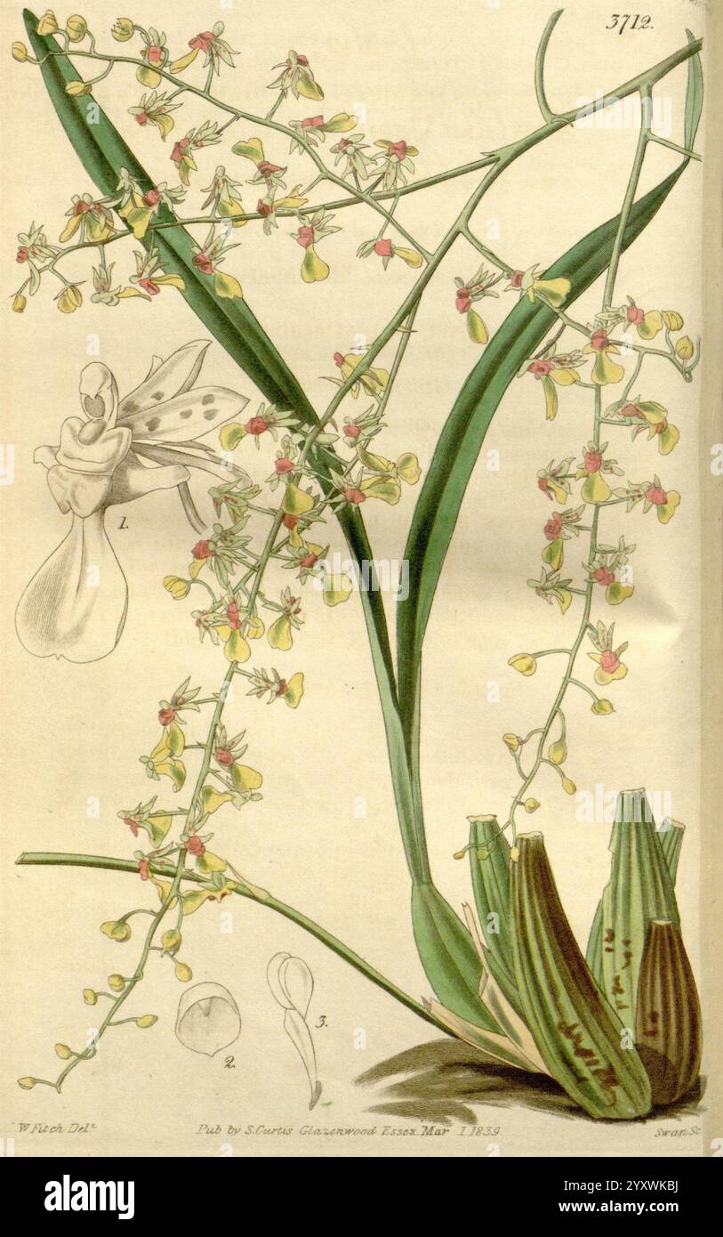 Curtis's Botanical magazine Londres, New York, botanique, périodiques, œuvres picturales Curtis, L'illustration présente une composition complexe d'orchidées, mettant en valeur leurs pétales délicats et leurs structures uniques. Au centre, on trouve une représentation détaillée de la tige fleurie ornée de nombreuses fleurs, chacune présentant une combinaison de formes complexes et de variations de couleurs subtiles. À gauche, une vue rapprochée met en évidence les caractéristiques distinctes d'une fleur individuelle, soulignant ses caractéristiques uniques. La partie inférieure de l'illustration comprend des feuilles allongées en forme de sangle qui ont un Banque D'Images