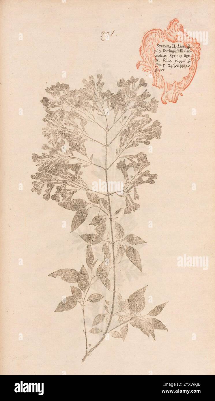 Flora Berolinensis Berlin Die Schule 1757-1758 Syringa persica Berlin botanique Allemagne nature imprimés œuvres picturales plantes spécimens, Une illustration botanique présente une représentation détaillée d'une plante feuillue avec des ramifications complexes et des fleurs délicates. La composition capture la forme naturelle de la plante, mettant en valeur la texture des feuilles et la disposition des grappes florales. Un emblème circulaire dans le coin supérieur droit porte des motifs et des inscriptions ornés, faisant allusion au contexte historique ou scientifique de l'œuvre. En haut de la page, le numéro ''291'' est présenté, indiquant son Banque D'Images