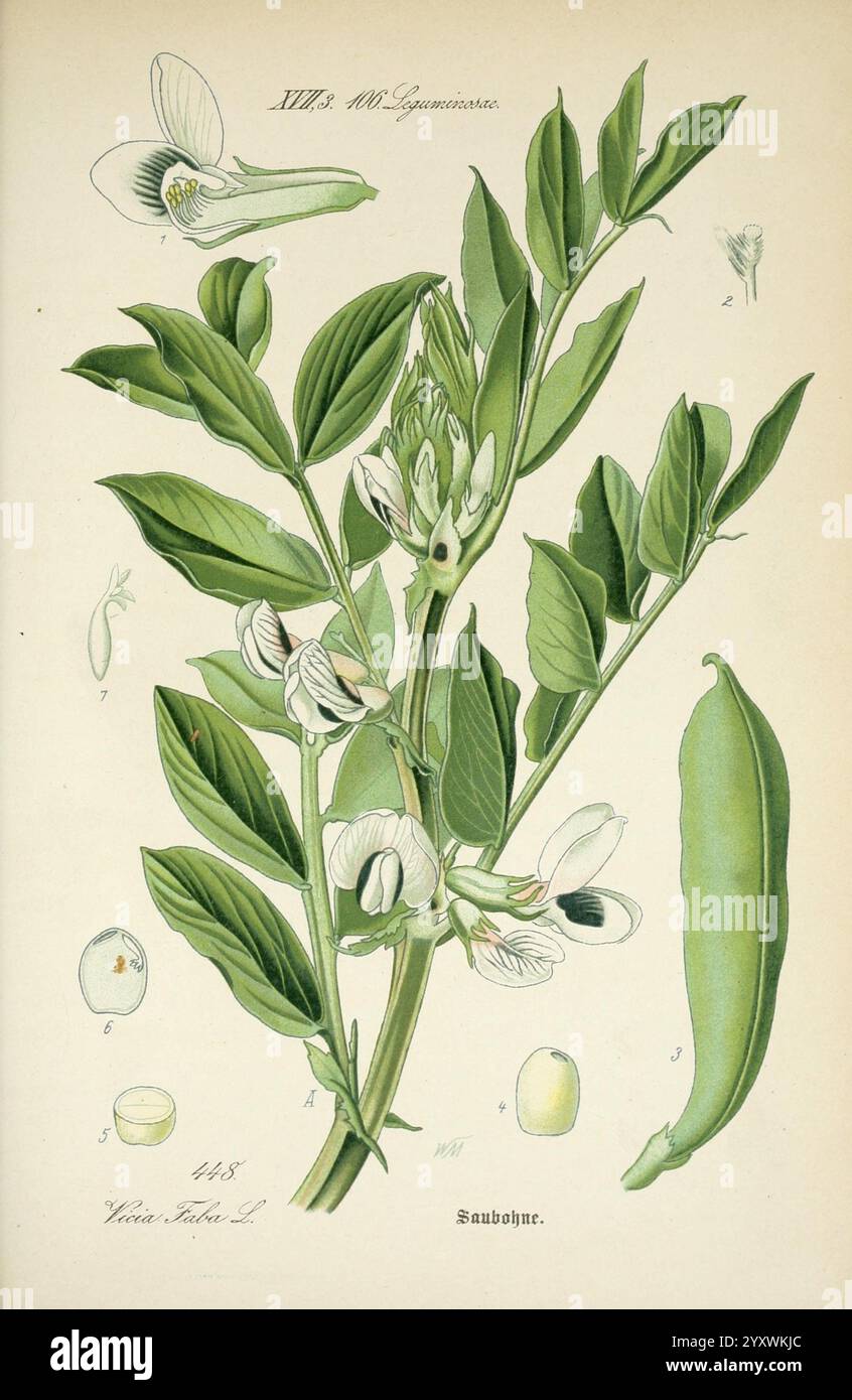 Flora von Deutschland, Österreich und der Schweiz, in Wort und Bild, für Schule und Haus, mit Tafeln von Walter Müller, Gera-Untermhaus, F.E. Köhler, 1886-1934, plants, Allemagne, Autriche, Suisse, Fabaceae, flores, Cryptogamia, l'illustration présente une étude botanique détaillée de la plante de la fève, connue scientifiquement sous le nom de Vicia faba. Il affiche les gousses vertes allongées de la plante, qui abritent les graines blanches et noires distinctives à l'intérieur. Autour de la plante principale sont divers éléments étiquetés : fleurs blanches délicates avec un soupçon de violet, feuilles représentatives avec Banque D'Images