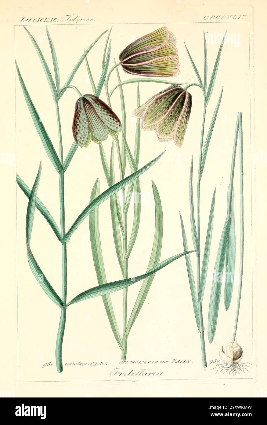 Icônes florae Germanicae et Helveticae, simul Pedemontanae, Tirolensis, Istriacae, Dalmaticae, Austriacae, Hungaricae, Transylvanicae, Moravicae, Borussicae, Holsaticae, Belgicae, Hollandicae, ergo Mediae Europae. Lipsiae, F. Hofmeister 1834-1912. [v. 1, 1850], Europe, œuvres picturales, plantes, cette illustration présente un arrangement délicat de fleurs de Fritillaria, mettant en valeur leurs fleurs uniques en forme de cloche avec des motifs et des couleurs complexes. Les fleurs sont représentées aux côtés de fines feuilles vertes qui s'élèvent gracieusement, ajoutant à l'élégance de la composition. L'art botanique capture le Banque D'Images