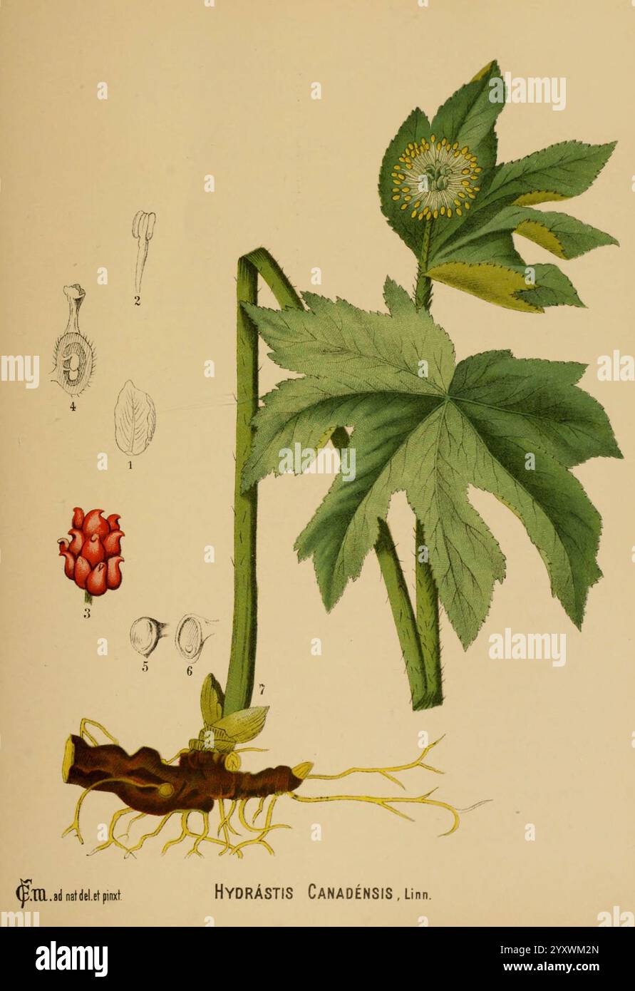 Plantes médicinales américaines New York Boericke & Tafel c1887 botanique médicale États-Unis Hydrastis canadensis botanique médicale, l'illustration présente une représentation détaillée de Hydrastis canadensis, communément appelé goldenseal. La plante présente de larges feuilles palmées avec un motif de venation distinctif, contribuant à son apparence frappante. Au sommet, une tige fleurie présente un amas de petites fleurs blanches sphériques disposées dans une tête compacte. Autour de la plante principale, divers détails botaniques sont fournis, y compris des illustrations étiquetées de ses parties : le fruit, la structure des feuilles, un Banque D'Images