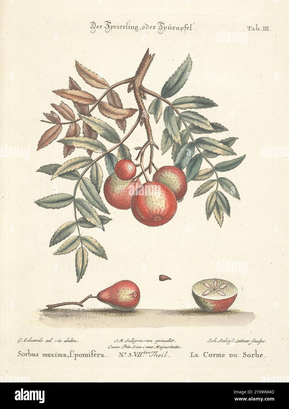 Verzameling van uitlandsche en zeldzaame vogelen, Amsterdam, J.C. Sepp, 1772-1781, oiseaux, zoologie, œuvres picturales, Une illustration botanique représentant une branche du Sorbus maxima, communément appelé la cendre de montagne ou rowan. La branche présente plusieurs feuilles vertes dentelées ainsi que plusieurs fruits rouges ronds. Un fruit est détaché et placé à proximité, mettant en valeur sa surface lisse. En bas, une coupe transversale d’un autre fruit révèle sa structure intérieure, mettant en évidence les graines et la pulpe. L’illustration est étiquetée en allemand et en français, en notant le nom scientifique et la virgule de la plante Banque D'Images