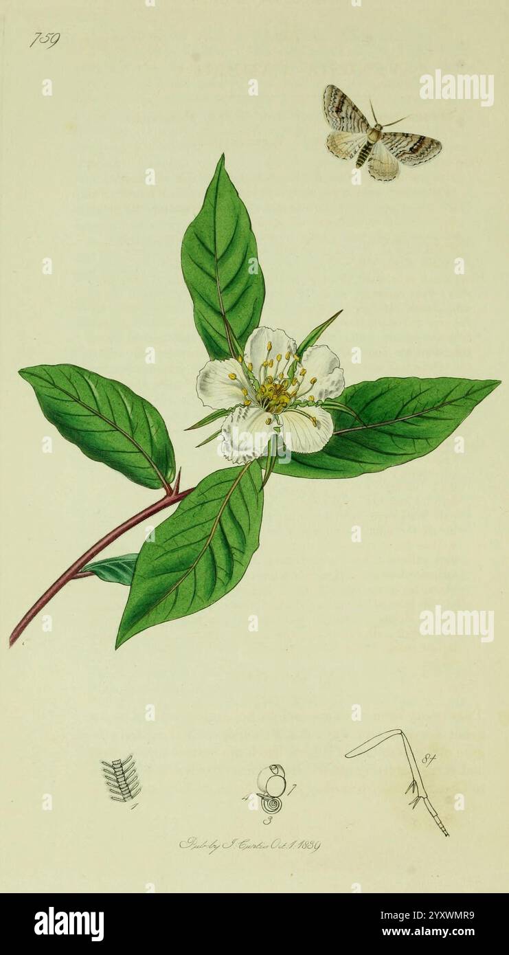 Britannique, entomologie, Londres, imprimé pour l'auteur 1823-1840 [i.e. 1840], botanique, Grande-Bretagne, insectes, œuvres picturales, cette illustration montre une plante à fleurs délicates avec de larges feuilles vertes éclatantes et une fleur proéminente en son centre, mettant en vedette cinq pétales blancs avec une pointe de jaune à la base. Autour de la plante se trouvent diverses représentations, y compris un papillon avec des ailes à motifs complexes au-dessus, un insecte stylisé sous la fleur, et une image détaillée d'une feuille disséquée pour montrer sa structure. La composition globale souligne la beauté de la vie botanique et de l'interco Banque D'Images