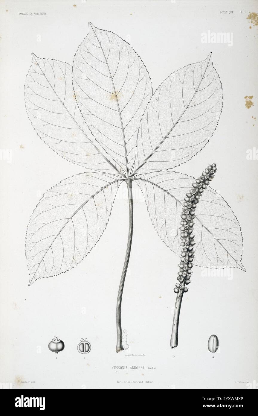 Tentamen, florae, Abyssinicae, Parisiis, Arthus, Bertrand, 1847-1851, l'illustration montre un rendu botanique détaillé d'une grande feuille avec un motif de venation proéminent, accompagné d'une épi florale longue et mince et d'une gousse de graines. La feuille comporte de multiples folioles disposées dans une formation palmate, mettant en évidence sa texture et sa structure complexes. En dessous des principaux composants, de plus petites illustrations illustrent les différentes étapes de la graine, y compris les graines entières et une capsule de graine, mettant l'accent sur les aspects reproductifs de la plante. Le nom scientifique, ''Fussot Hederii', est bien visible, Banque D'Images