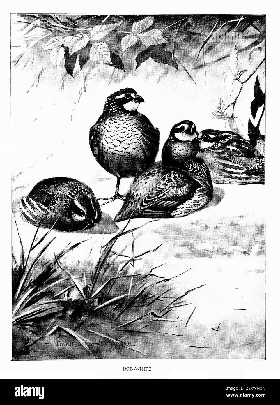 Portraits d'oiseaux Boston Ginn & Company 1901 oiseaux Colinus virginianus Northern Bobwhite, Une scène sereine représentant un groupe de cailles bobwhite nichées ensemble dans un cadre naturel. Les cailles se caractérisent par leurs marques distinctives et leurs corps arrondis, présentant une gamme de motifs complexes sur leurs plumes. Autour d'eux se trouvent des feuilles vertes luxuriantes et de l'herbe, créant un sentiment de tranquillité dans leur habitat. Une caille se repose avec sa tête cachée sous son aile, tandis que les autres sont alertes, incarnant la beauté douce de la faune au repos. La composition globale capture l'essence Banque D'Images