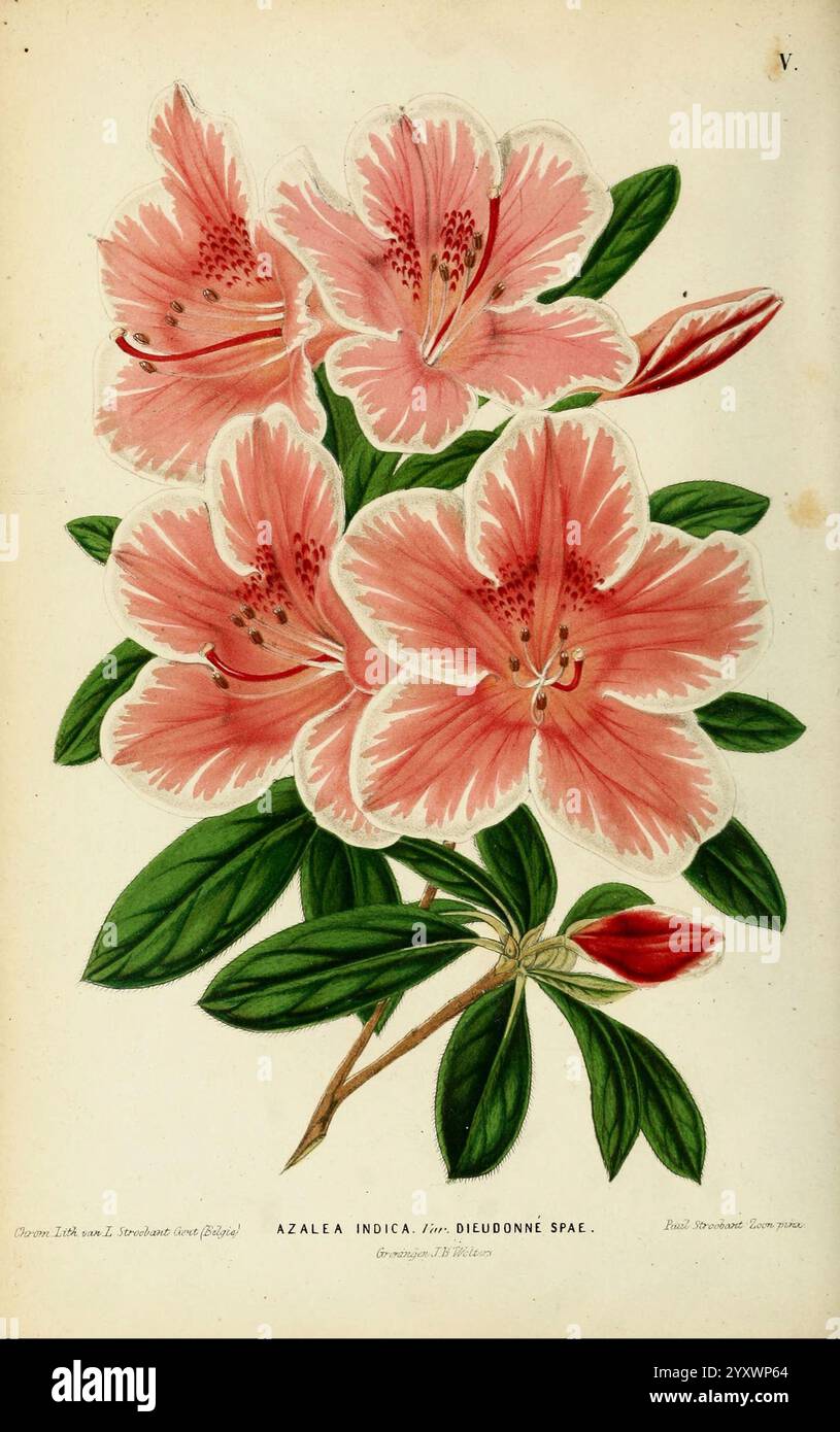 Neerland's Plantentuin v.1 Groningen J. Wolters 1865-1867 botanique pays-Bas œuvres picturales plantes ornementales Urbana Champaign Rhododendron, cette œuvre d'art présente une représentation vibrante de Azalea indica, mettant en valeur des grappes de délicates fleurs roses avec des détails de pétales complexes. Les fleurs présentent un dégradé de couleurs doux, avec des teintes plus profondes au centre qui s'estompent vers l'extérieur. Entourant les fleurs sont riches feuilles vertes, complétant l'affichage floral. Les bourgeons prêts à fleurir sont également inclus, faisant allusion au cycle de vie de la plante. La composition globale souligne la beauté et l'élégance de cela Banque D'Images