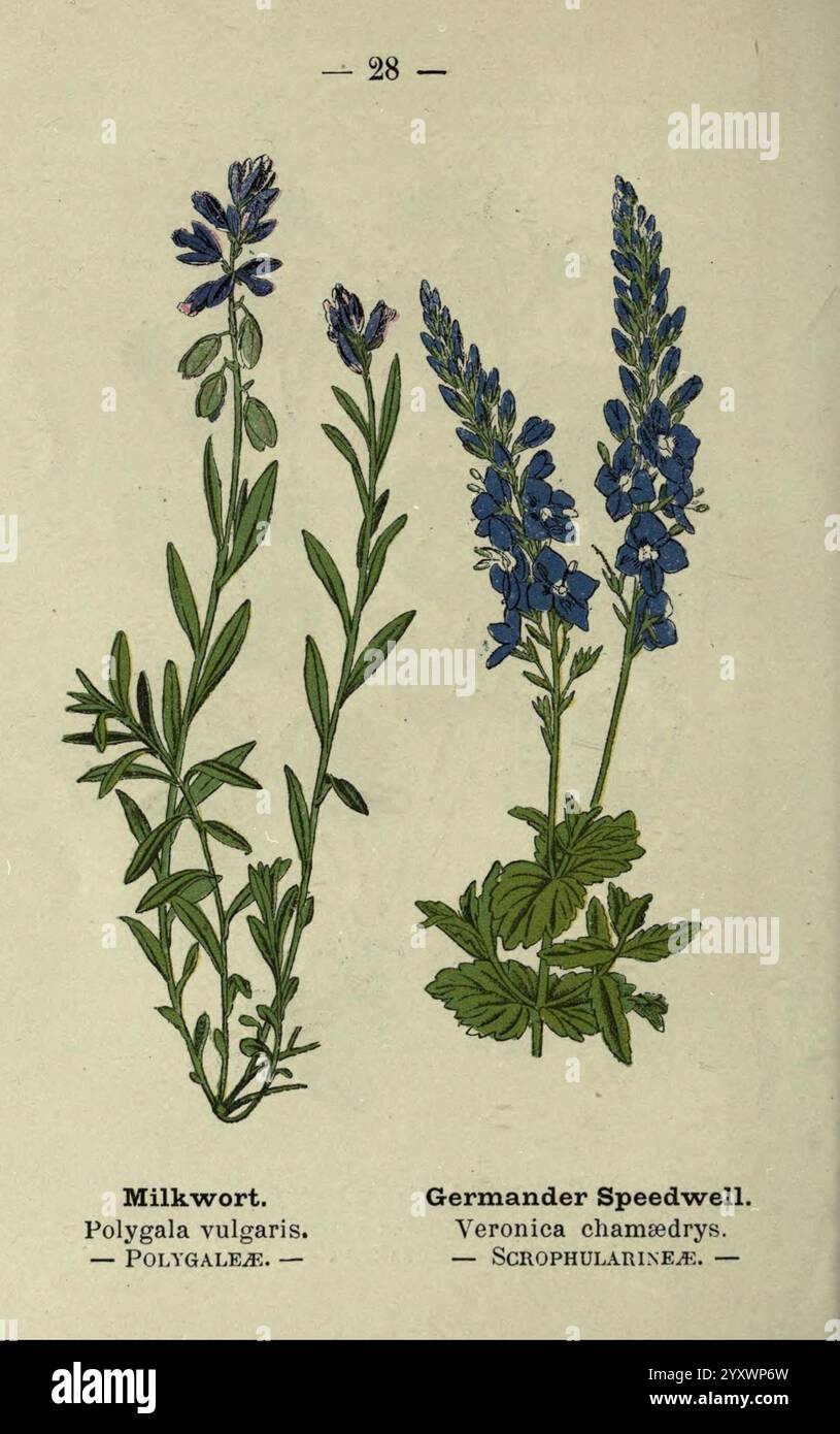 Wayside and Woodland Blossoms, Londres, F. Warne, 1895, Grande-Bretagne, fleurs sauvages, identification, botanique, veronica chamaedrys, polygala vulgaris., L'illustration montre deux espèces végétales distinctes bien en évidence. Sur la gauche, Milk Wort, identifié comme Polygala vulgaris, présente de fines tiges vertes ornées de petites fleurs violettes délicates. Ses feuilles sont allongées et disposées alternativement le long de la tige. Sur la droite, Germander Speedwell, connu scientifiquement sous le nom de Veronica chamaedrys, présente des fleurs bleues éclatantes en grappes au sommet des tiges verticales. Les feuilles sont arrondies, avec serrate Banque D'Images