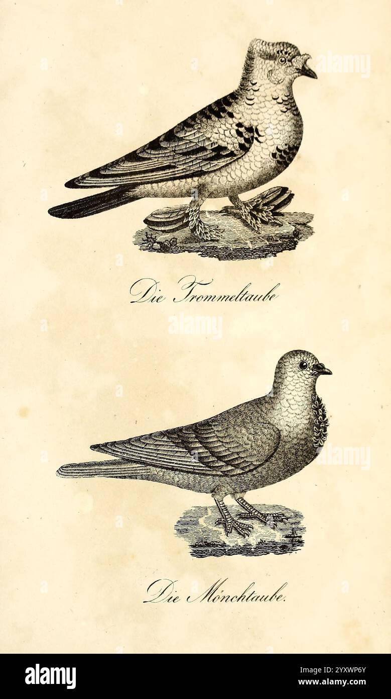 Die Naturgeschichte in getreuen Abbildungen und mit ausführlicher Beschreibung derselben, Leipzig, BEI Eduard Eisenach, 1835, oiseaux, œuvres picturales, l'illustration présente deux types distincts d'oiseaux, chacun représenté avec une attention particulière aux détails. La section supérieure présente un oiseau caractérisé par un corps arrondi, une queue courte et des motifs de plumes proéminents, représentant probablement une espèce communément trouvée en milieu urbain ou rural. En dessous, le deuxième oiseau affiche un profil plus profilé, avec une forme de plumper et un cou prononcé, indiquant peut-être un habitat différent ou le plus vivant Banque D'Images