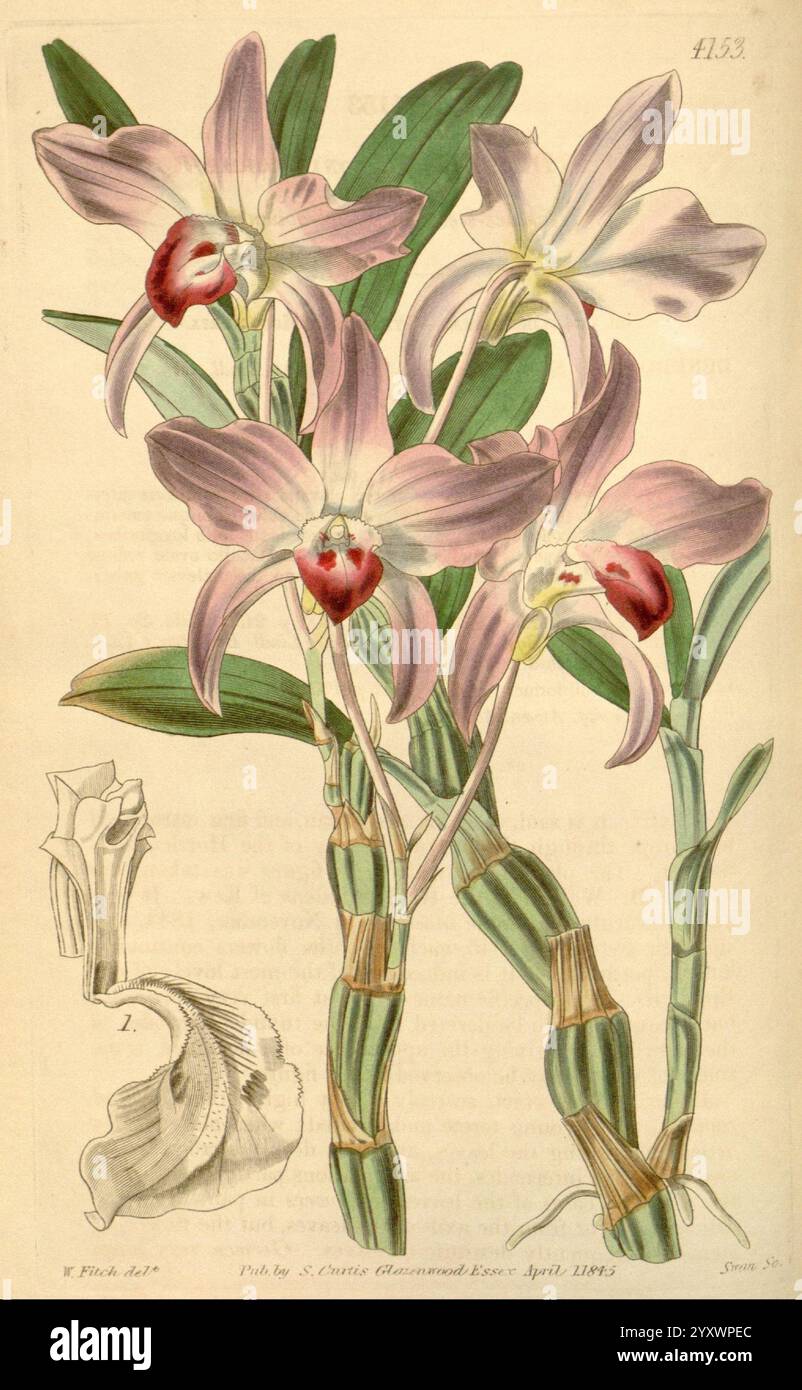 Curtis's Botanical Magazine Londres, New York Botanical illustration botanique périodiques botaniques œuvres picturales plantes ornementales Curtis, Une représentation magnifiquement illustrée d'une espèce d'orchidée en fleurs, mettant en valeur des pétales délicats et rose pâle avec des centres rouges frappants. La plante présente des tiges vertes hautes et minces qui contribuent à son apparence élégante. Accompagnant les fleurs est un dessin détaillé d'une coupe transversale de la tige, étiquetée pour plus de clarté, qui met en évidence la structure anatomique de l'orchidée. Les détails complexes et les observations minutieuses reflètent l'art botanique, capturant l'ess Banque D'Images