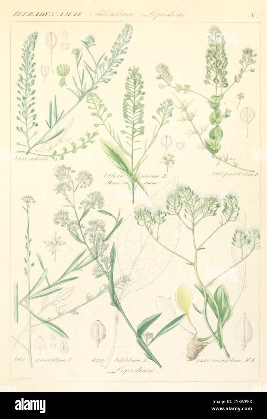 Icones florae Germanicae et Helveticae, simul Pedemontanae, Tirolensis, Istriacae, Dalmaticae, Austriacae, Hungaricae, Transylvanicae, Moravicae, Borussicae, Holsaticae, Belgicae, Hollandicae, ergo Mediae Europae. Lipsiae, F. Hofmeister 1834-1912. [v. 1, 1850], Europe, œuvres picturales, plantes, L'illustration présente un arrangement de divers spécimens botaniques, mettant en valeur une variété de plantes et de fleurs. Chaque plante est minutieusement détaillée, mettant en évidence les formes et les structures uniques des feuilles, des tiges et des fleurs. À côté des plantes, il y a des dessins au trait délicats qui indiquent th Banque D'Images