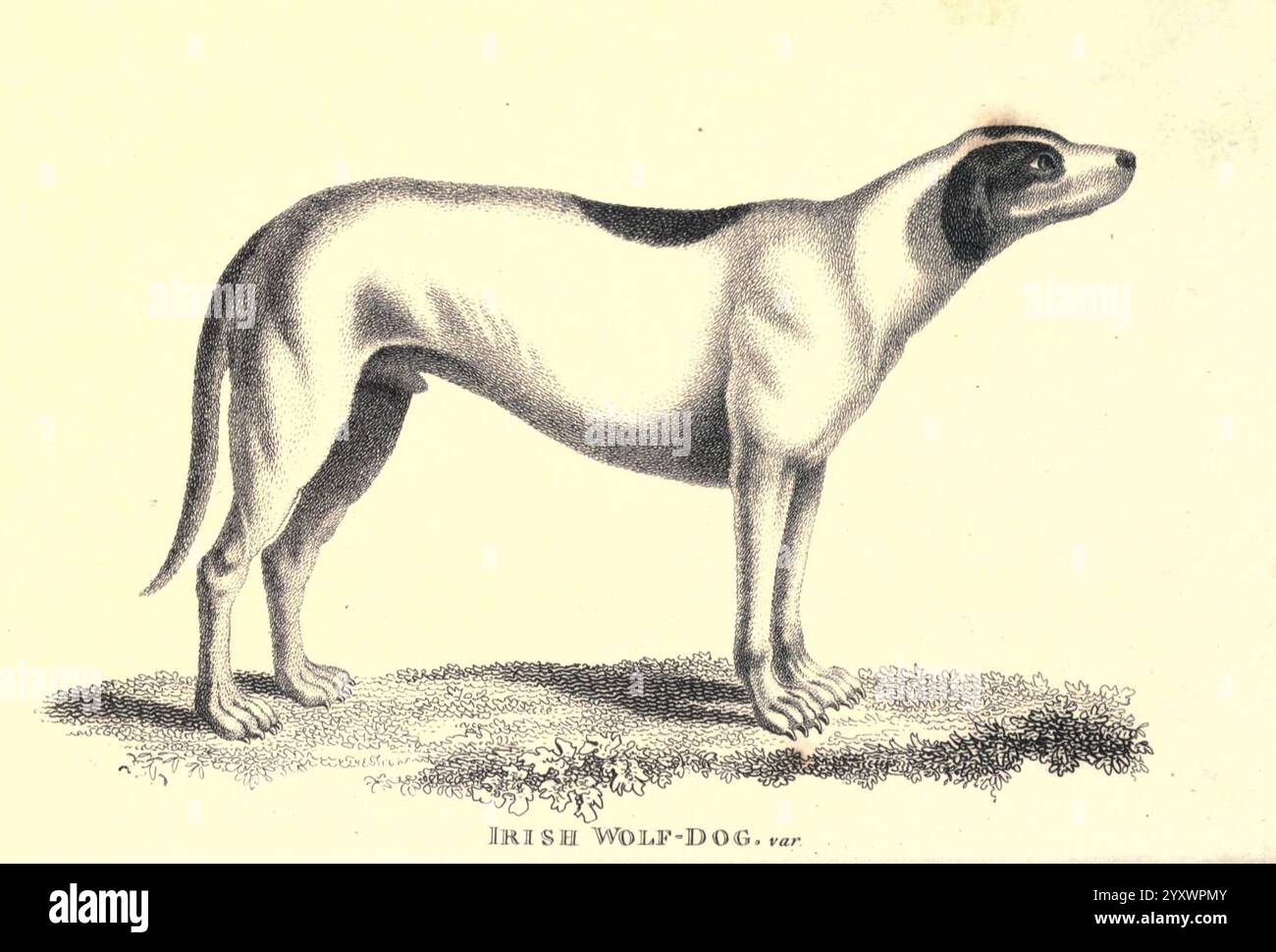 Zoologie générale, ou histoire naturelle systématique pt. Londres, imprimé pour G. Kearsley, 1800-1826, zoologie, l'illustration présente un chien loup irlandais, caractérisé par son cadre haut et élancé et ses marques distinctives. Le chien est de profil, mettant en valeur sa posture gracieuse et ses longues jambes. Son pelage semble lisse, avec une tache notable sur sa tête. La race est connue pour son comportement noble et était à l'origine élevée pour la chasse au gros gibier. L'arrière-plan est minime, permettant à la silhouette élégante du chien de prendre le devant de la scène, tandis que l'étiquette indique son nom de race. Banque D'Images