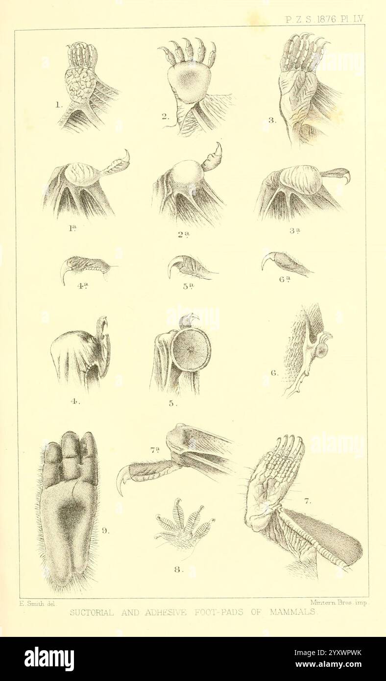 Proceedings of the Zoological Society of London, London, Academic Press Periodicals, Zoology, cette illustration présente une série d'études anatomiques détaillées des structures pectorales et appendiculaires de diverses espèces de mammifères. La grille présente de multiples vues des mains, des pattes et des appendices de préhension, mettant en évidence la diversité des extrémités chez les différents mammifères. Chaque entrée est étiquetée avec un numéro correspondant, indiquant différents types d'adaptations adaptées à la préhension, la locomotion et la manipulation dans leurs environnements respectifs. Le travail méticuleux au trait souligne le i anatomique Banque D'Images