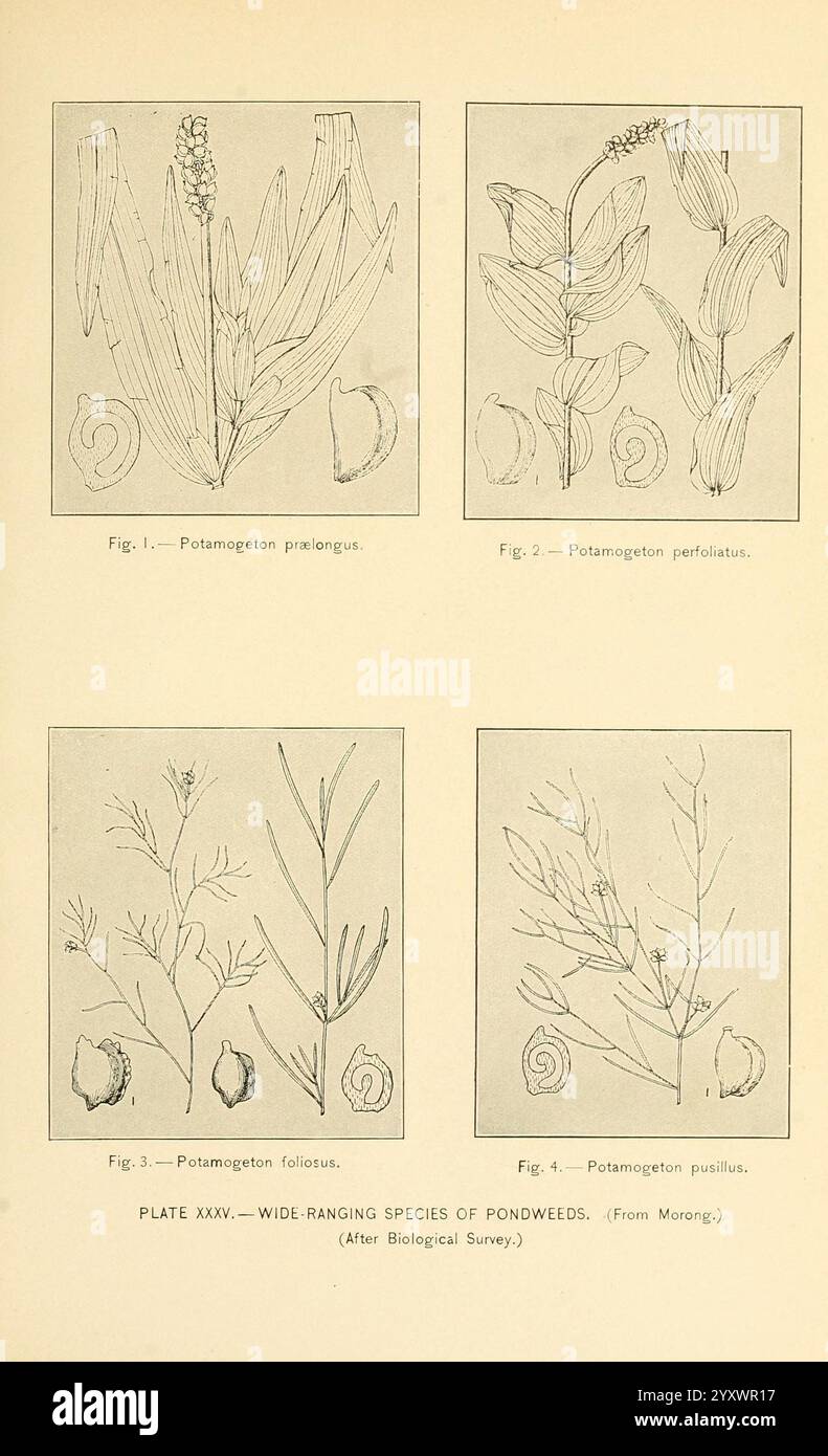 Histoire des oiseaux gibier, volaille sauvage et oiseaux de rivage du Massachusetts et des états adjacents, Boston, Wright Potter Printing Company, State Printers, 1916. Oiseaux, Massachusetts, Nouvelle-Angleterre, conservation, gibier et gibier à plumes, l'illustration montre quatre figures distinctes mettant en valeur diverses espèces du genre Potamogeton, communément connues sous le nom de potamogeton. Chaque figure est étiquetée et présente une représentation détaillée des plantes individuelles Banque D'Images