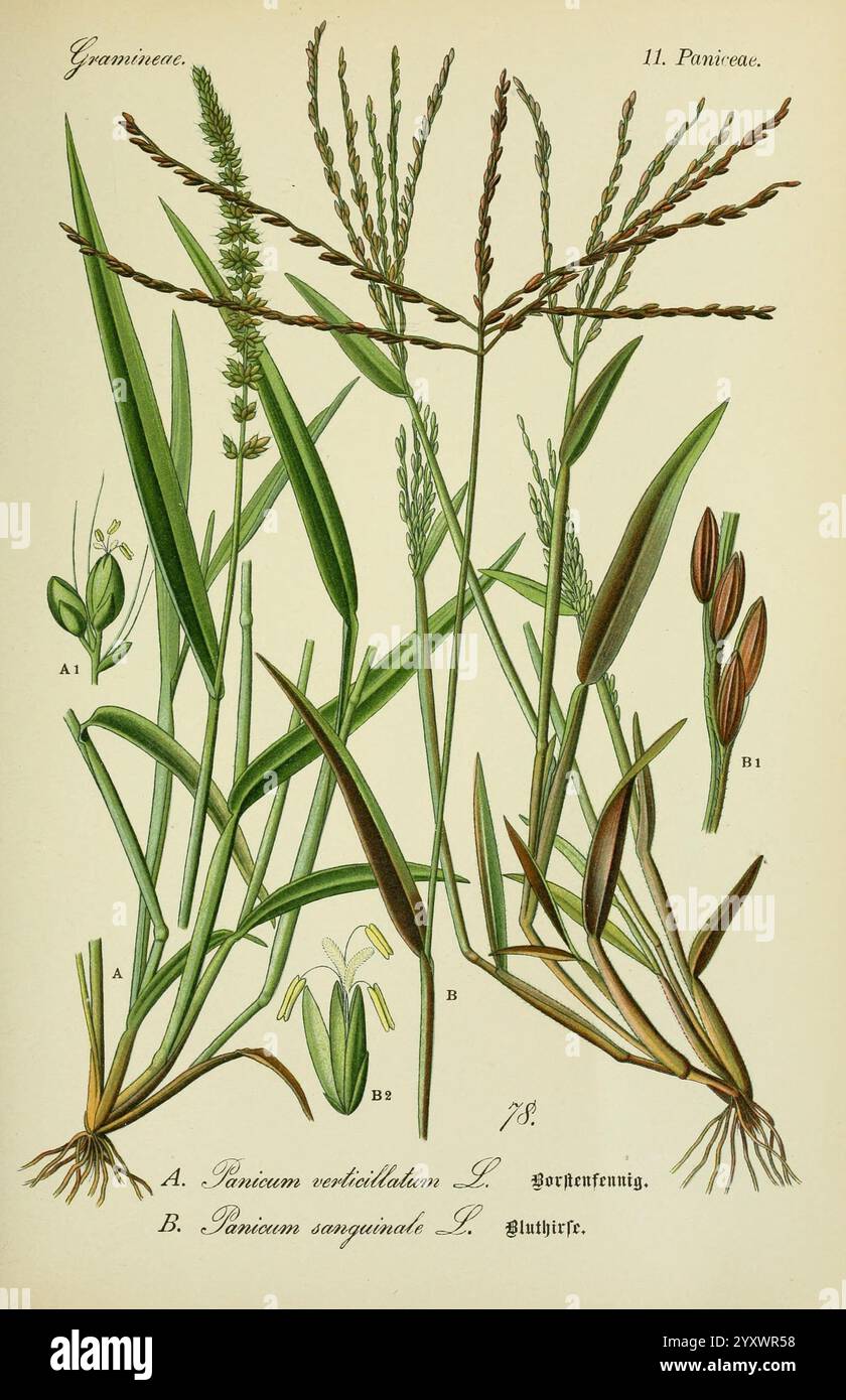 Flora von Deutschland, Österreich und der Schweiz Gera, Zezschwitz, 1903 plants, Allemagne, Autriche, Suisse, Floras, Setaria verticillata, Digitaria horizontalis, illustration botanique représentant deux espèces d'herbe de la famille des Poaceae. Sur la gauche, l'espèce A est étiquetée Panicum verticillatum avec ses tiges minces et verticales et ses épis floraux délicats. À côté de lui, l'espèce B est identifiée comme Panicum sanguinale, présentant des feuilles plus larges et des inflorescences distinctives. Chaque plante est accompagnée d'étiquettes détaillées, améliorant l'aspect pédagogique de l'illustration. La composition e Banque D'Images