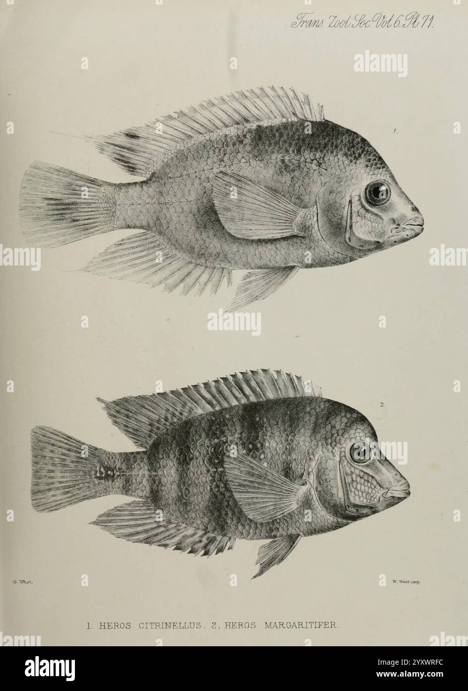 Transactions de la Société zoologique de Londres. Londres, publié pour la Zoological Society of London par Academic Press. Zoologie, l'illustration présente deux espèces distinctes de poissons, présentées de manière méticuleuse et détaillée. Au sommet se trouve *Heros citrinellus*, communément connu sous le nom de cichlide diable rouge, reconnaissable par son corps profilé et son museau légèrement pointu. Ci-dessous se trouve *Heros margaritifer*, présentant une forme plus arrondie et un profil plus doux. Les deux poissons sont représentés avec des ombres et une texture complexes, mettant en évidence leurs écailles et leurs nageoires, tandis que des numéros sont attribués pour identificat Banque D'Images