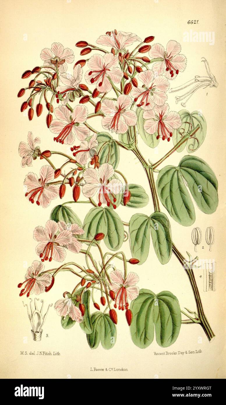 Curtis's Botanical magazine, Londres, New York, illustration botanique, botanique, périodiques, œuvres picturales, plantes ornementales, Curtis, Matilda Smith, femmes dans la science, Matilda Smith, Bauhinia corymbosa, Cheniella corymbosa, Une illustration botanique mettant en vedette une plante à fleurs aux délicates fleurs roses et blanches, caractérisée par des étamines rouges vives qui ajoutent à son design complexe. Les feuilles sont larges et arrondies, offrant un fond vert luxuriant qui complète les fleurs. Ce rendu détaillé inclut des étiquettes pour des caractéristiques anatomiques spécifiques, telles que la structure florale et l'arra Banque D'Images