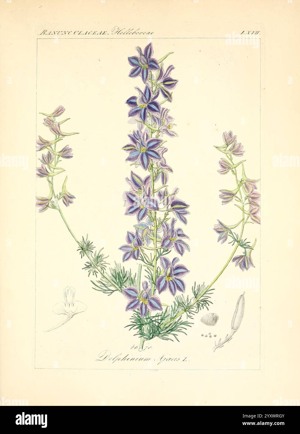 Anatomie du delphinium Banque de photographies et d’images à haute ...