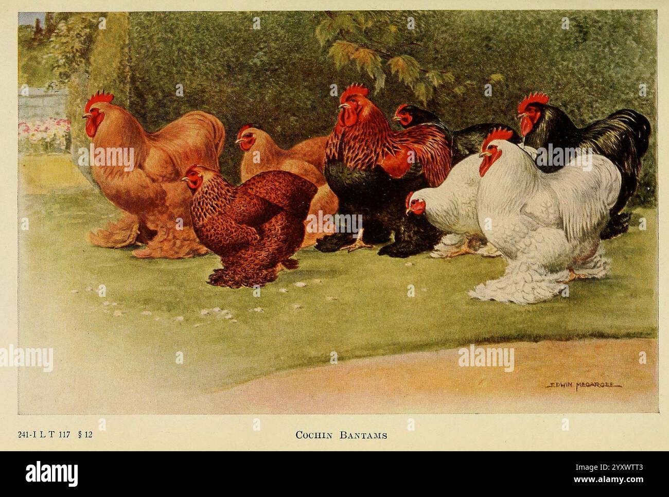 The Book of Poultry, New York, The Macmillan Company, 1921, Poultry, Gallus gallus, UMass Amherst Libraries, Un rassemblement de plusieurs races de poulets, mettant en valeur leur plumage vibrant et leurs tailles variées. La scène présente un mélange de couleurs, y compris des rouges profonds, des bruns foncés, des noirs frappants et des blancs purs. Ces poulets sont représentés dans un cadre luxuriant ressemblant à un jardin, avec un feuillage vert en arrière-plan. Leurs postures expressives et la façon dont elles sont disposées suggèrent un sentiment de communauté parmi ces volailles, soulignant leurs caractéristiques distinctives et la beauté de chaque race. Banque D'Images