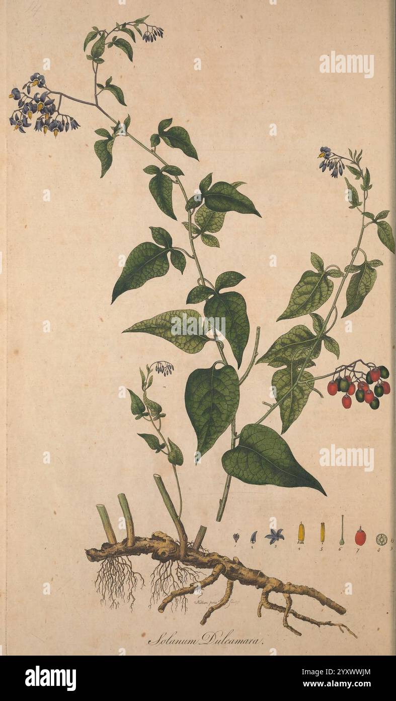 Flora Londinensis plaques descriptions plantes environs sauvages Londres imprimé auteur B. Blanc 1777 Angleterre Londres botanique, cette illustration représente une étude botanique d'une plante appartenant à la famille des Solanacées, communément appelée NightShades. La plante est montrée en détail de ses racines à ses stades de floraison et de fructification. La section inférieure décrit le système racinaire, présentant des racines fines et ramifiées. Au-dessus, la tige robuste se prolonge vers le haut avec de grandes feuilles larges caractérisées par une texture lisse. Des grappes de petites fleurs sont illustrées près du sommet, avec des pétales délicats potentiellement dans les nuances de Banque D'Images