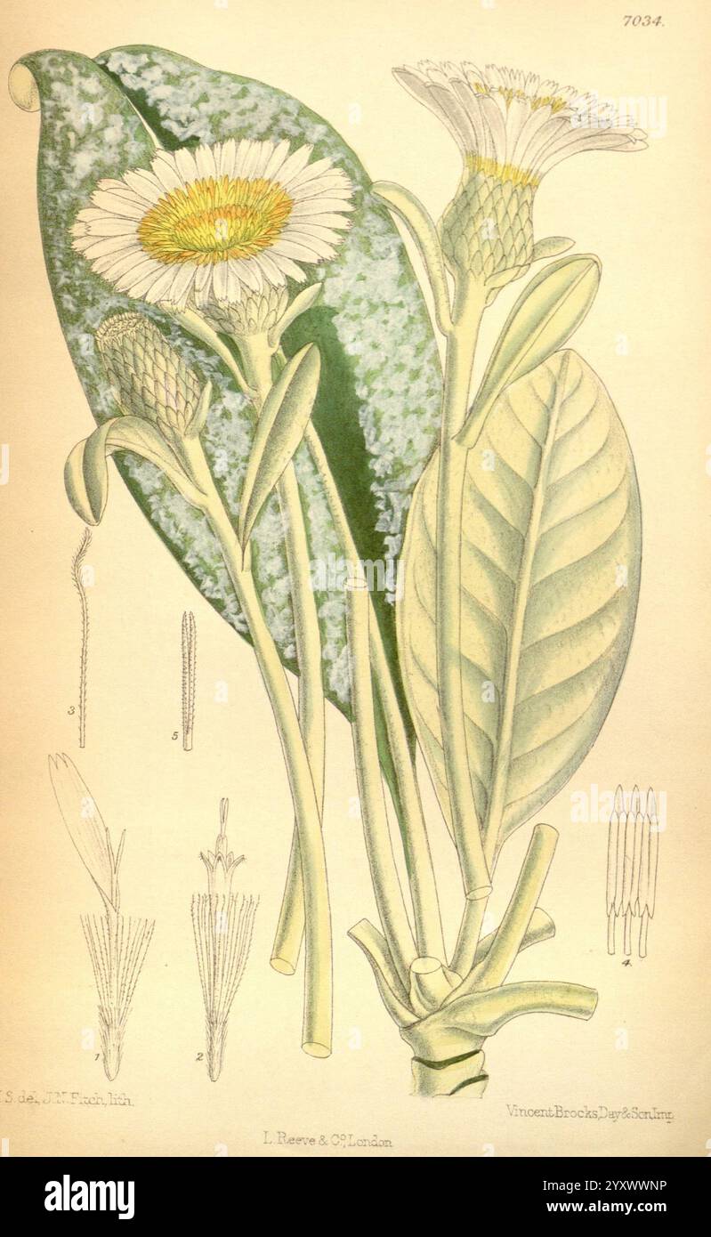 Curtis's Botanical magazine, Londres, New York, illustration botanique, botanique, périodiques, œuvres picturales, plantes ornementales, Nouvelle-Zélande, NZ espèces, Matilda Smith, Curtis, Olearia insignis, Pachystegia insignis, Marlborough rock Marlborough, Kaikoura Rock Marlborough, femmes en science, Matilda Smith, cette œuvre d'art présente une illustration botanique d'une plante à fleurs caractérisée par ses délicates fleurs blanches avec un centre jaune. Les fleurs sont entourées de plusieurs bourgeons complexes, présentant une gamme de stades dans la floraison. Les feuilles blanches allongées et vertes éclatantes sont bien visibles Banque D'Images