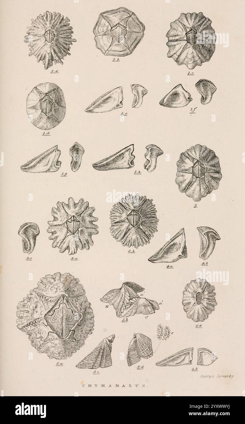 A, monographie, on, la, sous-classe, Cirripedia, Londres, Ray, société, 1851-54, Barnacles, Cirripedia, Woods Hole, la composition présente une collection de divers fossiles marins, chacun étiqueté avec un numéro de référence unique. Les spécimens présentent un éventail varié de formes et de textures, allant des formes lisses et arrondies aux motifs angulaires complexes. Les caractéristiques notables comprennent des motifs semblables à des étoiles, des surfaces striées et des tailles variées qui soulignent la complexité de ces organismes anciens. Les illustrations détaillées soulignent la beauté naturelle et la signification scientifique de ces fossiles, qui prov Banque D'Images