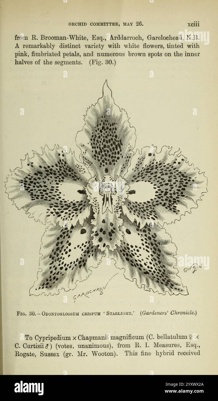 Journal de la Royal Horticultural Society of London, Londres, imprimé pour la Royal Horticultural Society par Spottiswoode & Co, botanique, culture fruitière, jardinage, horticulture, périodiques, sociétés, tuinbouw, tuinen, tuinieren, une illustration botanique mettant en valeur les caractéristiques uniques des espèces d'orchidées, en particulier **Cattleya chrysantha**. La fleur est représentée avec des pétales élégants et frangés dans une teinte pâle, complétés par des tons roses distincts et de nombreuses taches brunes ornant les segments internes. L'illustration capture la disposition symétrique des pétales, attirant l'attention sur l'int Banque D'Images