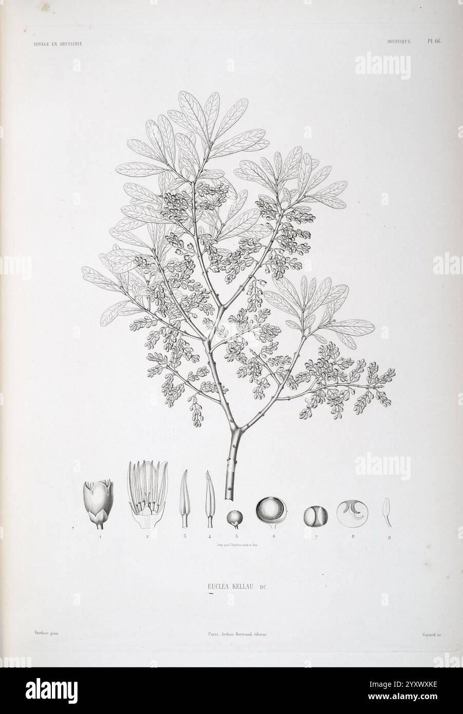 Tentamen, florae, Abyssinicae, Parisiis, Arthus, Bertrand, 1847-1851, Une illustration botanique détaillée montrant une branche d'une plante, avec un ensemble de feuilles délicates aux lobes complexes. Sous la branche, diverses structures florales sont représentées, y compris des gousses de graines et des parties de fleurs, mettant en évidence les caractéristiques reproductives de l'espèce. Chaque élément est étiqueté, fournissant un aperçu de l'anatomie botanique et mettant en évidence les caractéristiques distinctes de la plante. La composition souligne la beauté de la conception de la nature par le travail au trait précis et l'attention aux détails. Banque D'Images