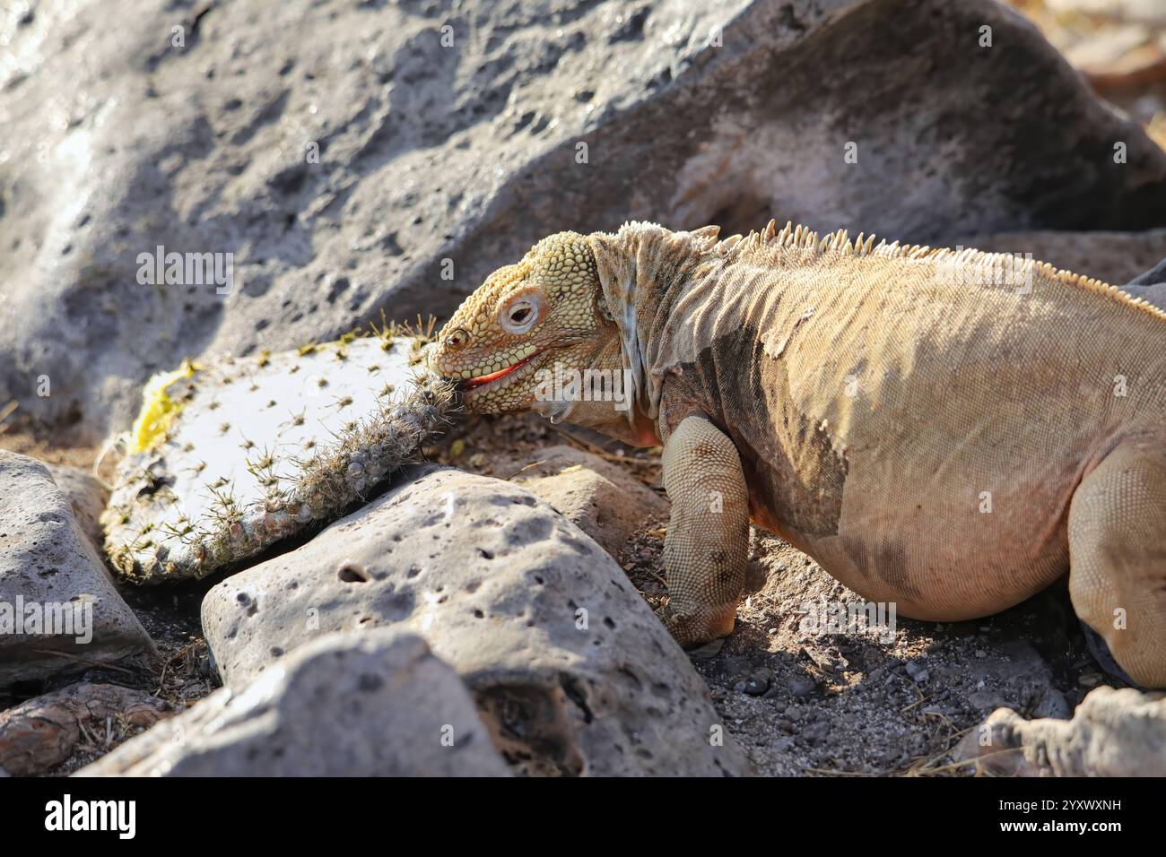 Barrington Land iguana (Conolophus pallidus) manger du cactus, île de Santa Fe, parc national de Galapagos, Équateur. Il est endémique à l'île de Santa Fe. Banque D'Images