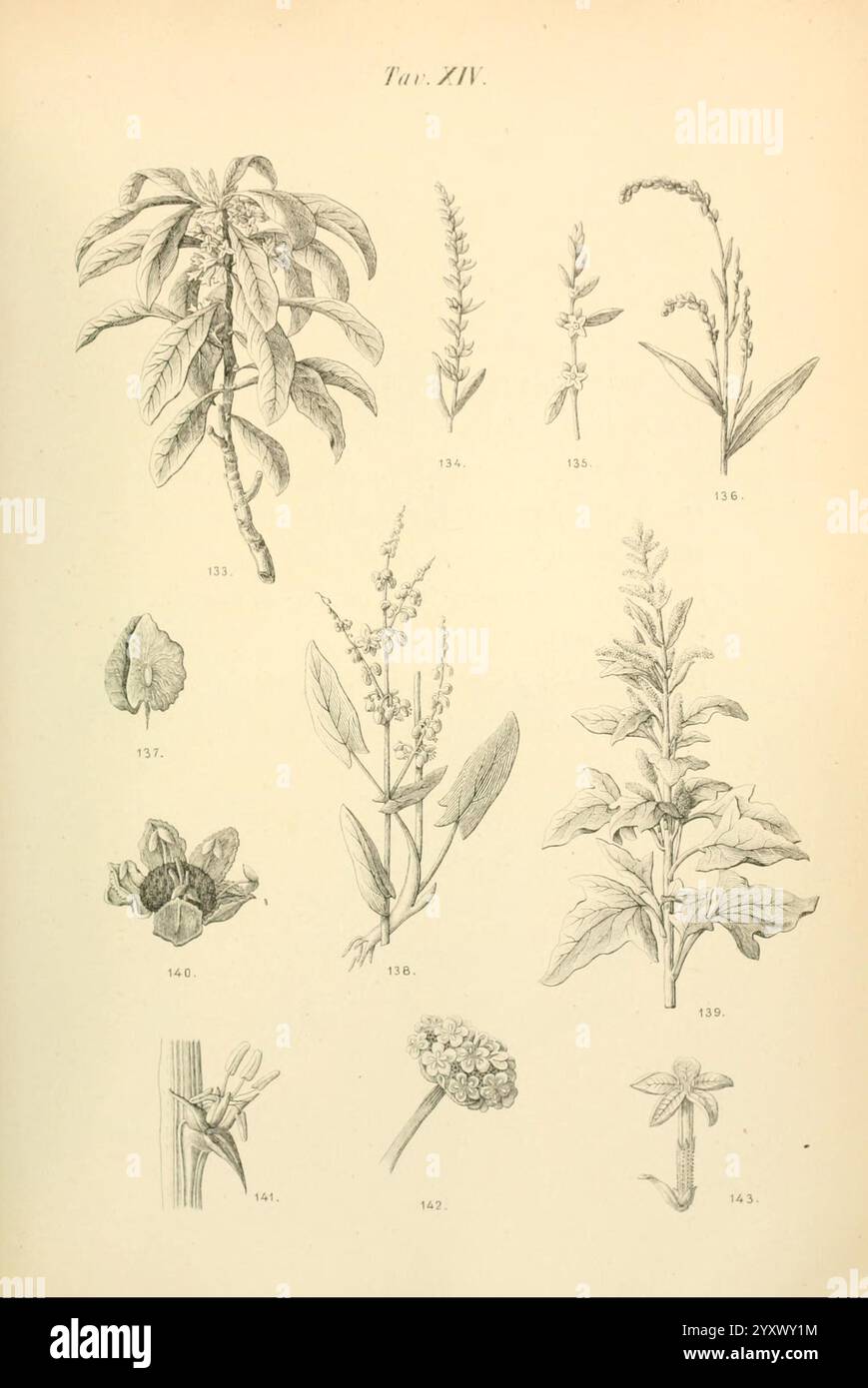 Flora, marchigiana, Pesaro, Premiato, Stab, tipo, lit, Federici, 1890-1891, Italy, Marche, plants, Une collection d'illustrations botaniques mettant en vedette diverses espèces végétales, chacune méticuleusement détaillée et étiquetée. L'arrangement présente une variété de feuilles, de tiges et de fleurs, soulignant les caractéristiques uniques de chaque plante. L'œuvre met l'accent sur la diversité de la flore, y compris les formes florales distinctes et les structures foliaires, avec des numéros d'accompagnement pour l'identification. Cette représentation académique sert de guide visuel pour les études végétales et introduit les spectateurs dans le monde fascinant Banque D'Images