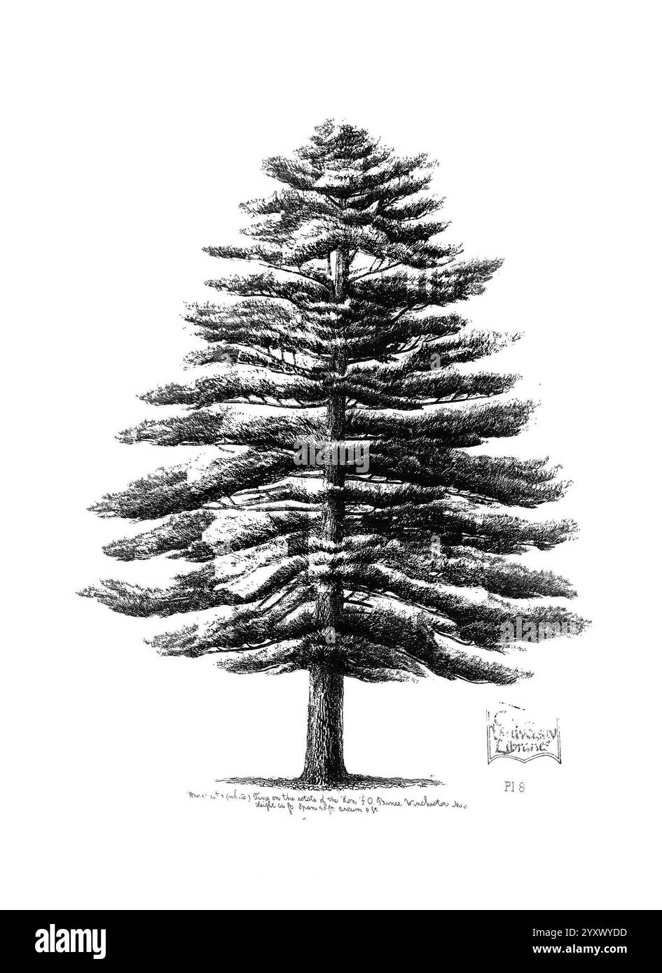 Les, arbres, de, Amérique, Boston, W, Blanc, 1855-58, arbres, États-Unis, un grand conifère se dresse majestueusement, présentant une disposition symétrique de ses branches qui s'étendent vers l'extérieur et vers le haut, créant une verrière luxuriante et pleine. Le tronc est robuste et texturé, avec des détails complexes soulignant son écorce. Chaque couche de branches est rendue avec soin, soulignant la beauté naturelle de l'arbre et la grâce de sa forme. Sous l'arbre, une légende attribue l'œuvre à l'artiste, notant la date et le lieu de l'inspiration, capturant l'essence de ce spécimen naturel frappant. Banque D'Images