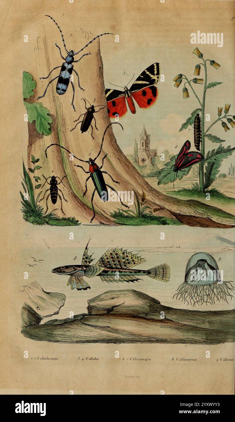 Dictionnaire, pittoresque, d'histoire, naturelle, et, des, phénomènes, de, la, nature Paris, 1833-[1840], Londres, l'illustration met en valeur un éventail diversifié d'insectes et de vie aquatique. En haut à gauche, un coléoptère bleu et noir saisissant rampant le long d'un tronc d'arbre, tandis qu'un papillon rouge et noir vif scintille à proximité. Un grand insecte jaune et noir détaillé apparaît au centre, à côté d'un plus petit insecte rouge-orange. Ci-dessous, trois espèces de poissons distinctes peuvent être vues dans une scène aquatique tranquille, dont une présentant des motifs complexes. À droite, une méduse flotte gracieusement, entourée de de Banque D'Images