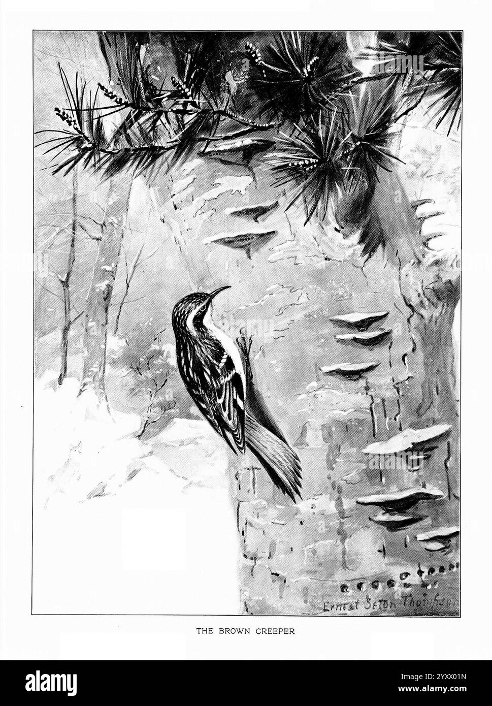 Portraits d'oiseaux, Boston, Ginn & Company, 1901, oiseaux, Certhia americana, Brown Creeper, Une illustration détaillée d'un rampant brun, un petit oiseau connu pour son comportement unique de recherche de nourriture alors qu'il se déplace en spirale vers le haut des troncs d'arbre. La créature est représentée accrochée à l'écorce texturée d'un arbre, entourée de branches enneigées et d'aiguilles de pin, mettant en valeur son habitat naturel. Les lignes complexes et l'ombrage soulignent le plumage distinctif de l'oiseau, qui se fond parfaitement avec l'environnement, offrant un aperçu de sa vie au milieu du paysage hivernal. En dessous de l'illustration, le titre ''The Brown CRE Banque D'Images