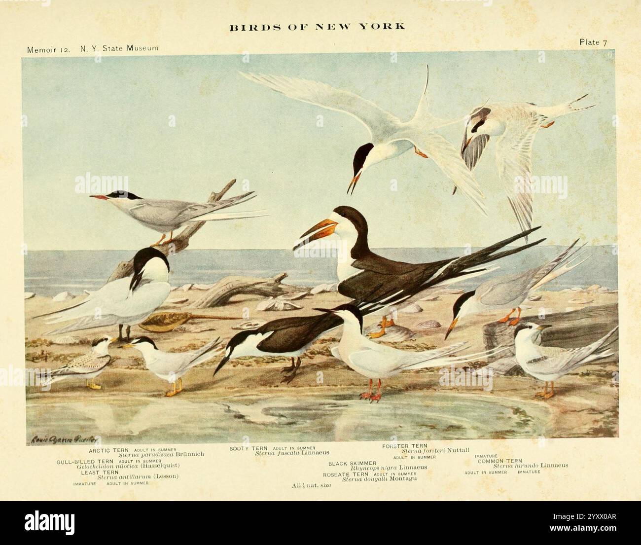 Oiseaux de New York, 1910-14, oiseaux, État de New York, Sterna forsteri, Sterna hirundo, Sterna paradisaea, Sterna nilotica, Sterna fuscata, Rynchops Niger, STERNA antillarum, Sterna dougallii, Une scène vibrante : une variété d'oiseaux de mer sont capturés dans un rassemblement animé le long du rivage. La silhouette frappante en noir et blanc d'un oiseau proéminent se distingue au milieu des formes élégantes de sternes et de mouettes, toutes interagissant dans un affichage dynamique de la nature. L'arrière-plan présente un paysage marin calme, mettant l'accent sur la relation des oiseaux avec leur habitat côtier. L'image met en valeur la beauté et la diversité des oiseaux Banque D'Images