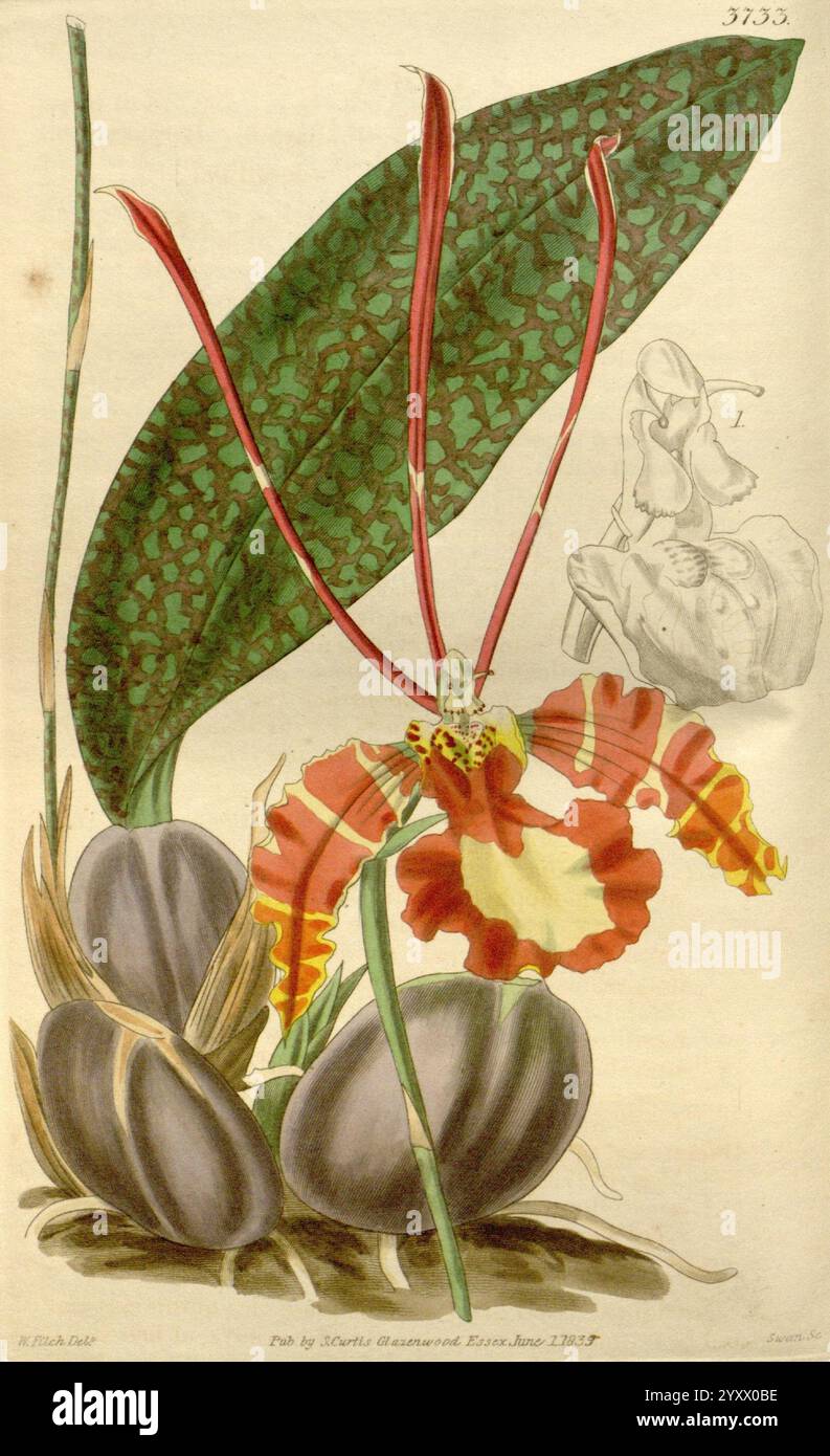 Le magazine botanique de Curtis. Londres, New York, botanique, périodiques, œuvres picturales, Curtis, Une illustration botanique détaillée mettant en valeur une orchidée frappante avec des pétales vibrants et uniques caractérisés par un mélange de motifs rouges et jaunes. La fleur présente de longues étamines élégantes qui s'étendent vers l'extérieur, attirant l'attention. Sous l'orchidée, plusieurs gousses de graines sombres et brillantes sont représentées, ajoutant de la profondeur à la composition. En arrière-plan, une grande feuille texturée avec un motif complexe offre un contraste intrigant, tandis que le contour d'une figure est visible, suggérant un lien avec l'horticulture Banque D'Images