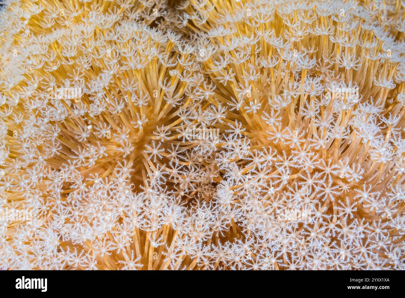 Polypes d'alimentation étendus, cuir champignon corail Sarcophyton sp, Port Ghalib situé à Marsa Alam le long de la côte sud de la mer Rouge corallienne de l'Egypte, SAF Banque D'Images