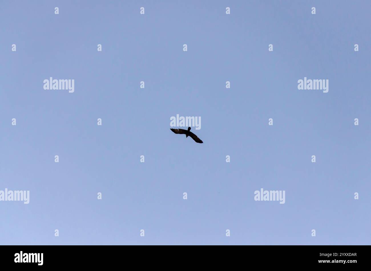 La silhouette d'un corbeau indien volant contre un ciel bleu clair. Banque D'Images